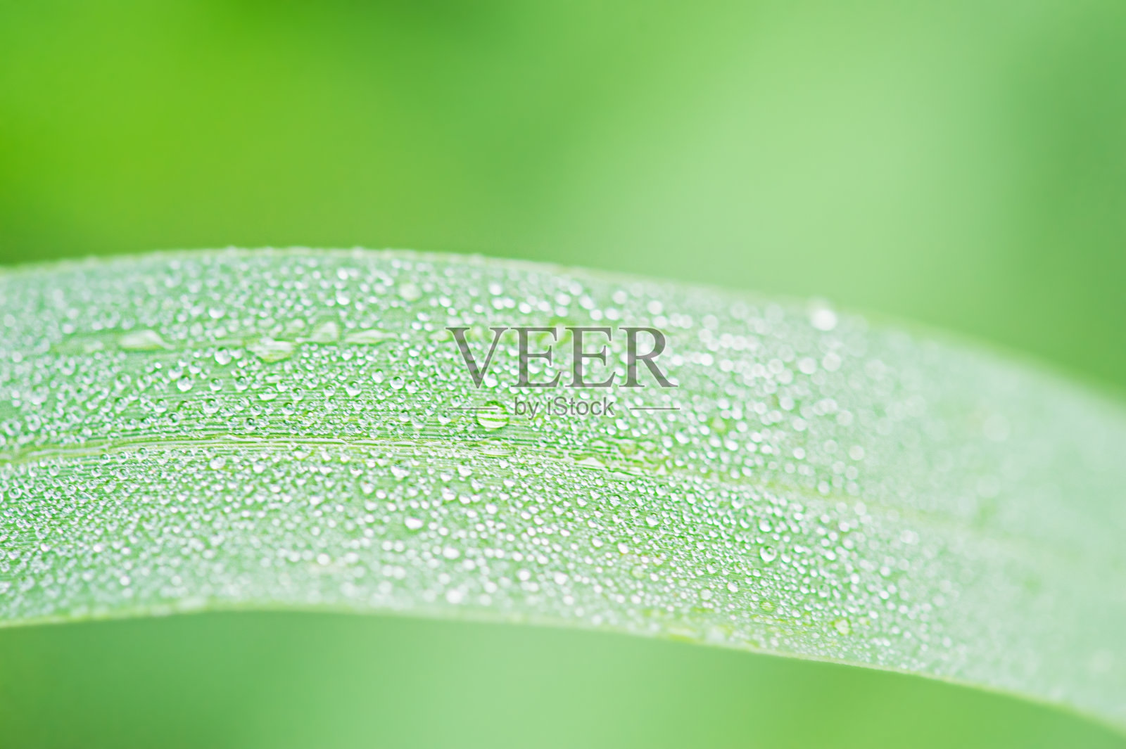 绿草微距照片与露珠在它。宏观性质。照片摄影图片