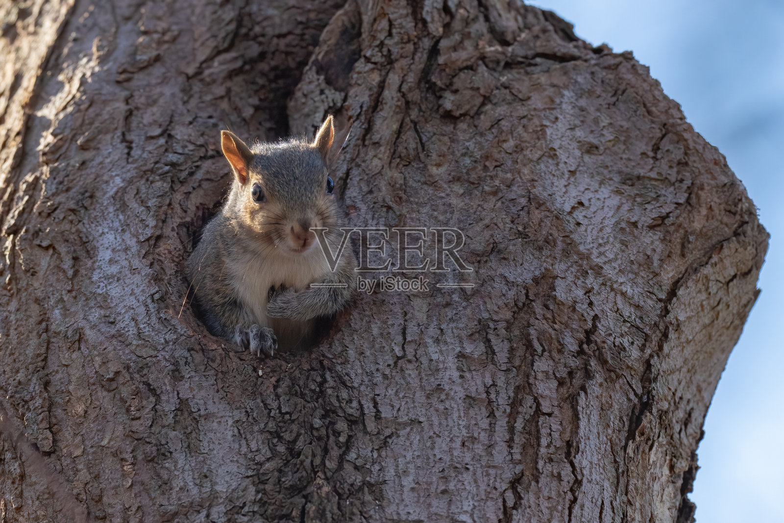 小灰松鼠在树上照片摄影图片