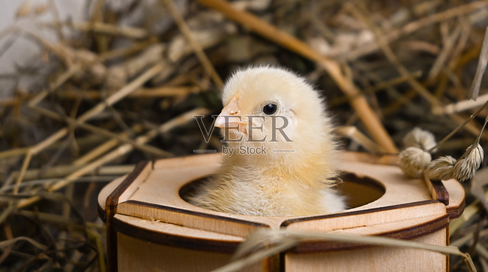 枯草里的小黄鸡照片摄影图片