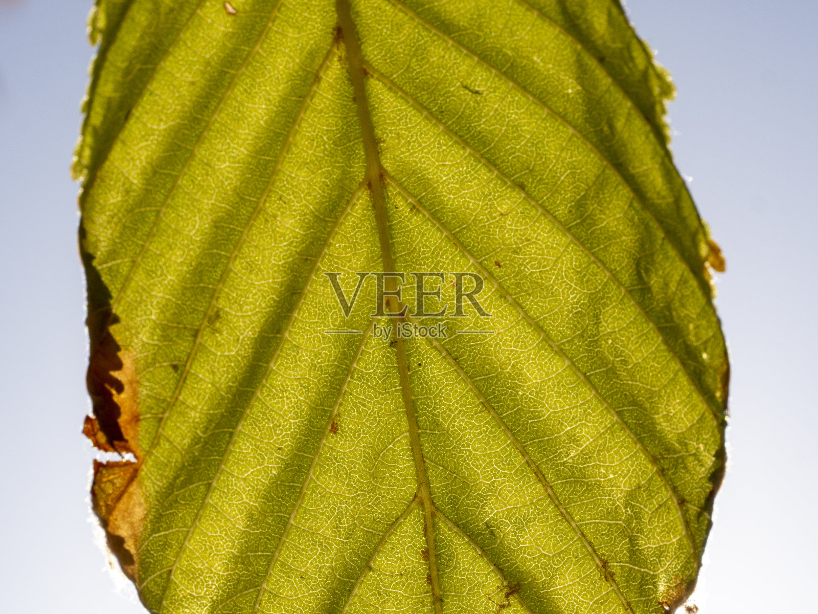 夏天栗树的叶子在阳光下摇曳。夏天的概念照片摄影图片