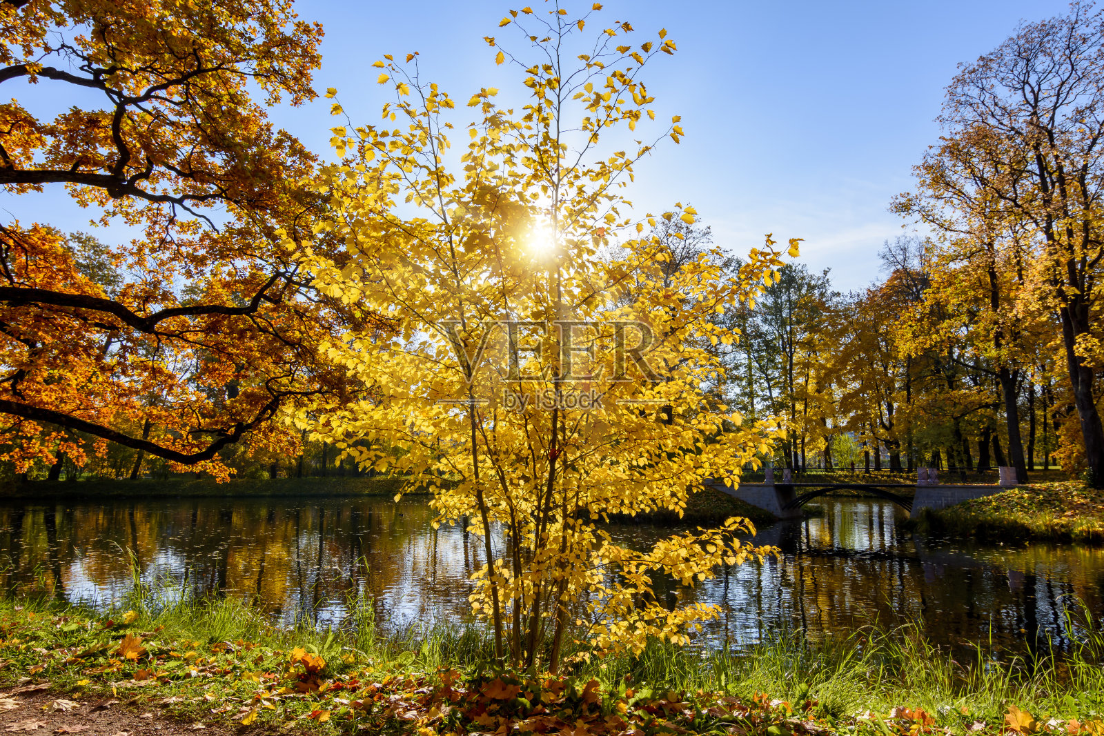 金秋(秋天)在亚历山大公园,Tsarskoe Selo,俄罗斯圣彼得堡照片摄影图片