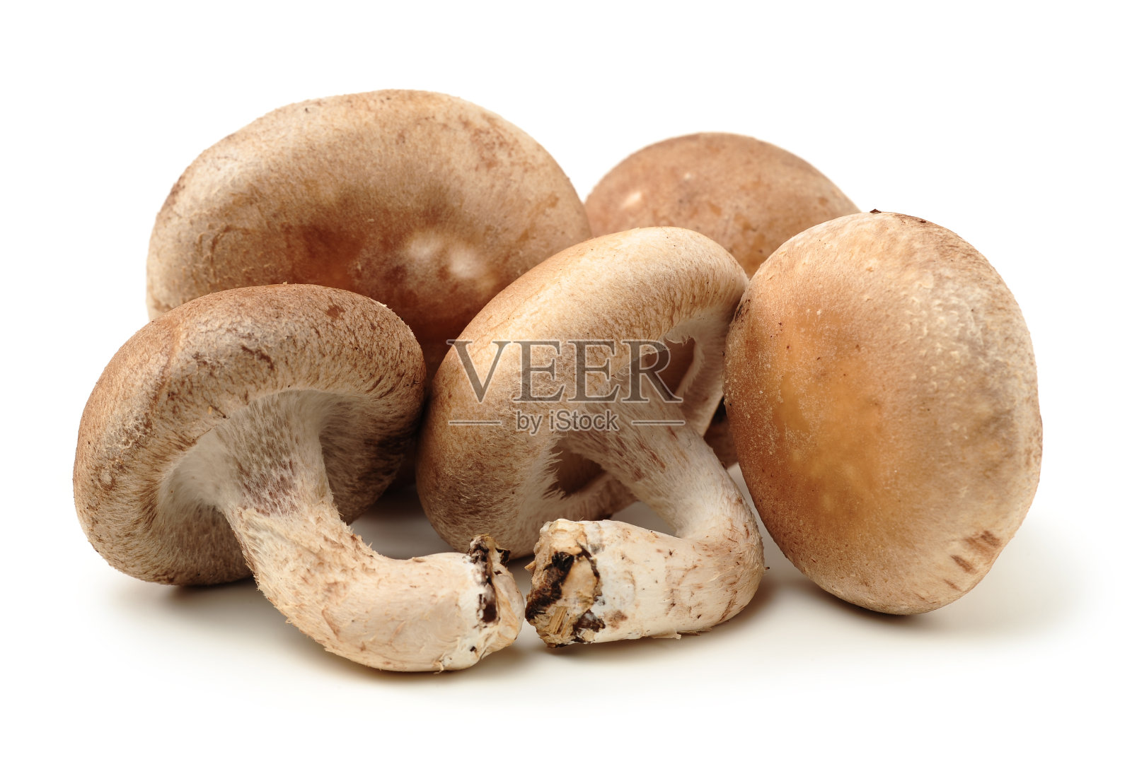 香菇照片摄影图片