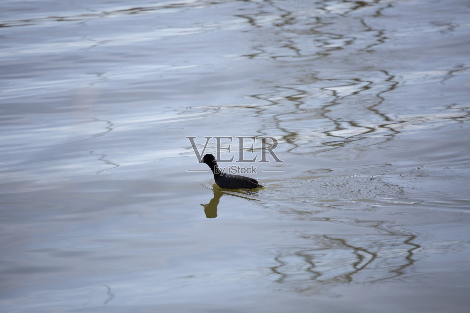 美国傻瓜游泳照片摄影图片