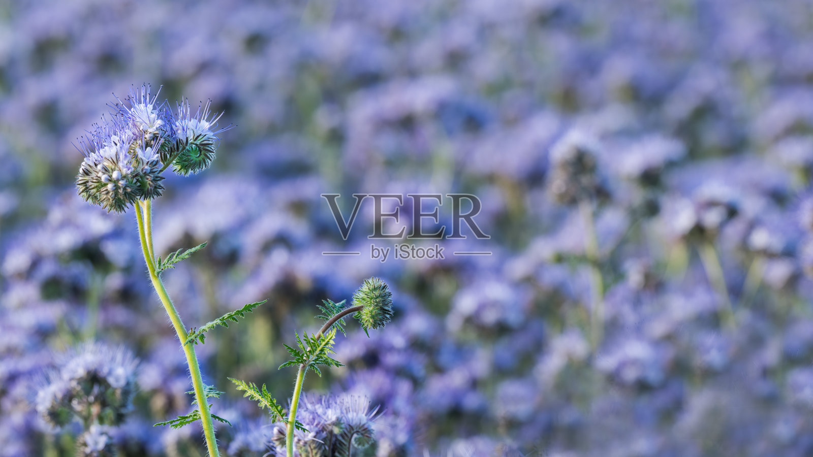 美丽的紫色唐菊盛开在模糊的紫罗兰开花的田野背景。钟穗tanacetifolia照片摄影图片