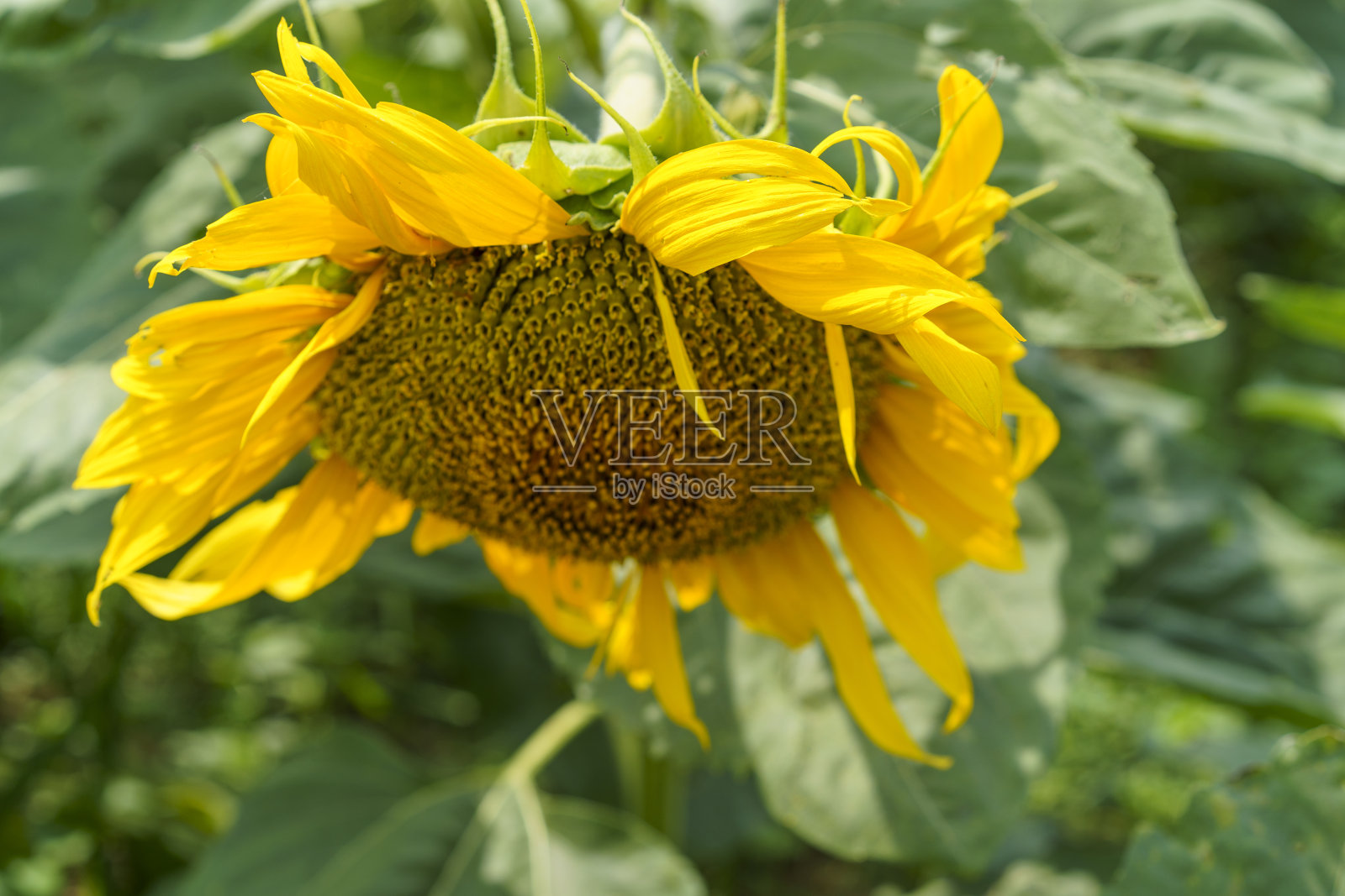 向日葵在田野里开花。向日葵。向日葵特写镜头。向日葵照片摄影图片