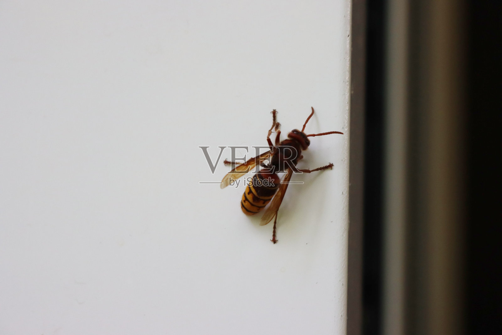 白墙上的大黄蜂照片摄影图片