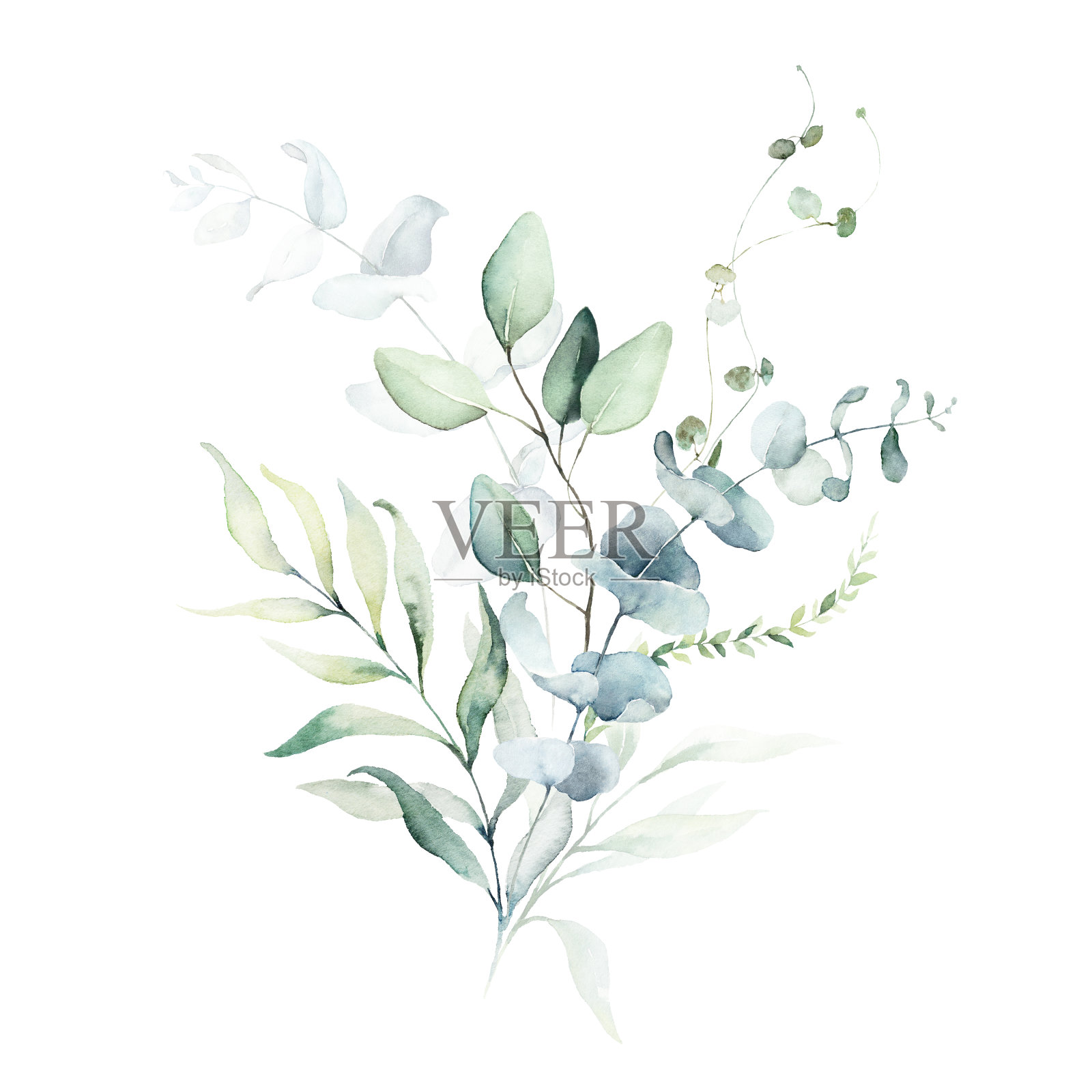 水彩花卉插图花束-绿叶树枝收集。插画图片素材