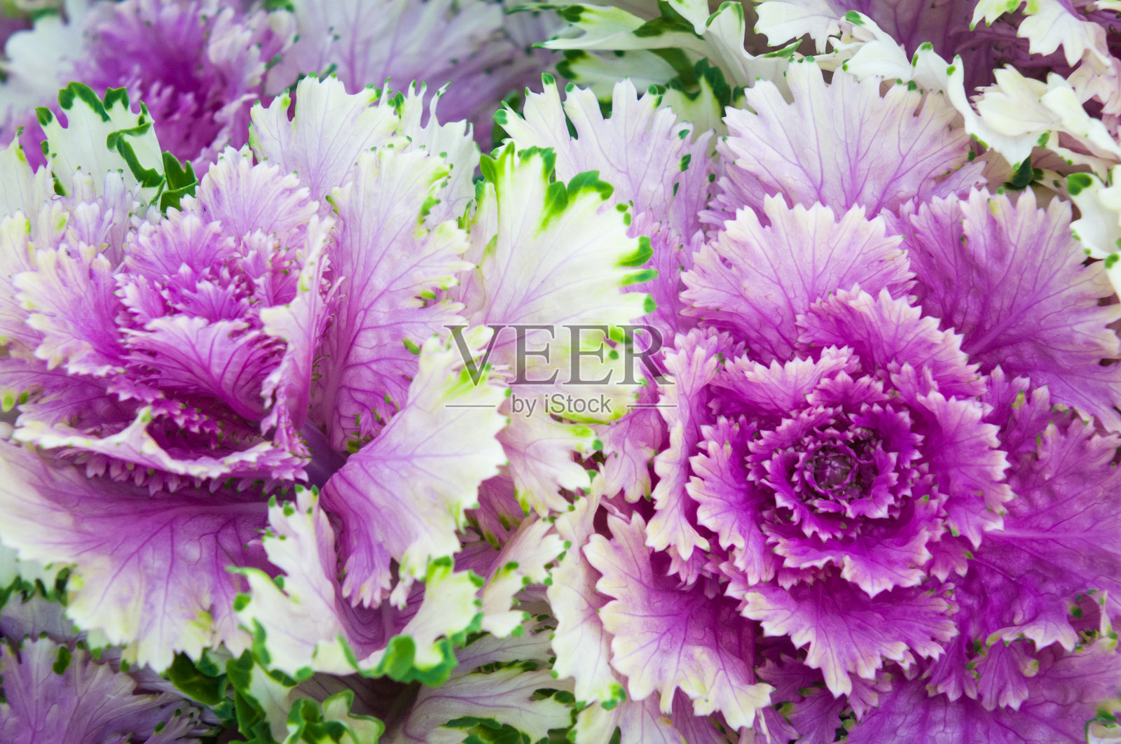 装饰性的卷心菜照片摄影图片