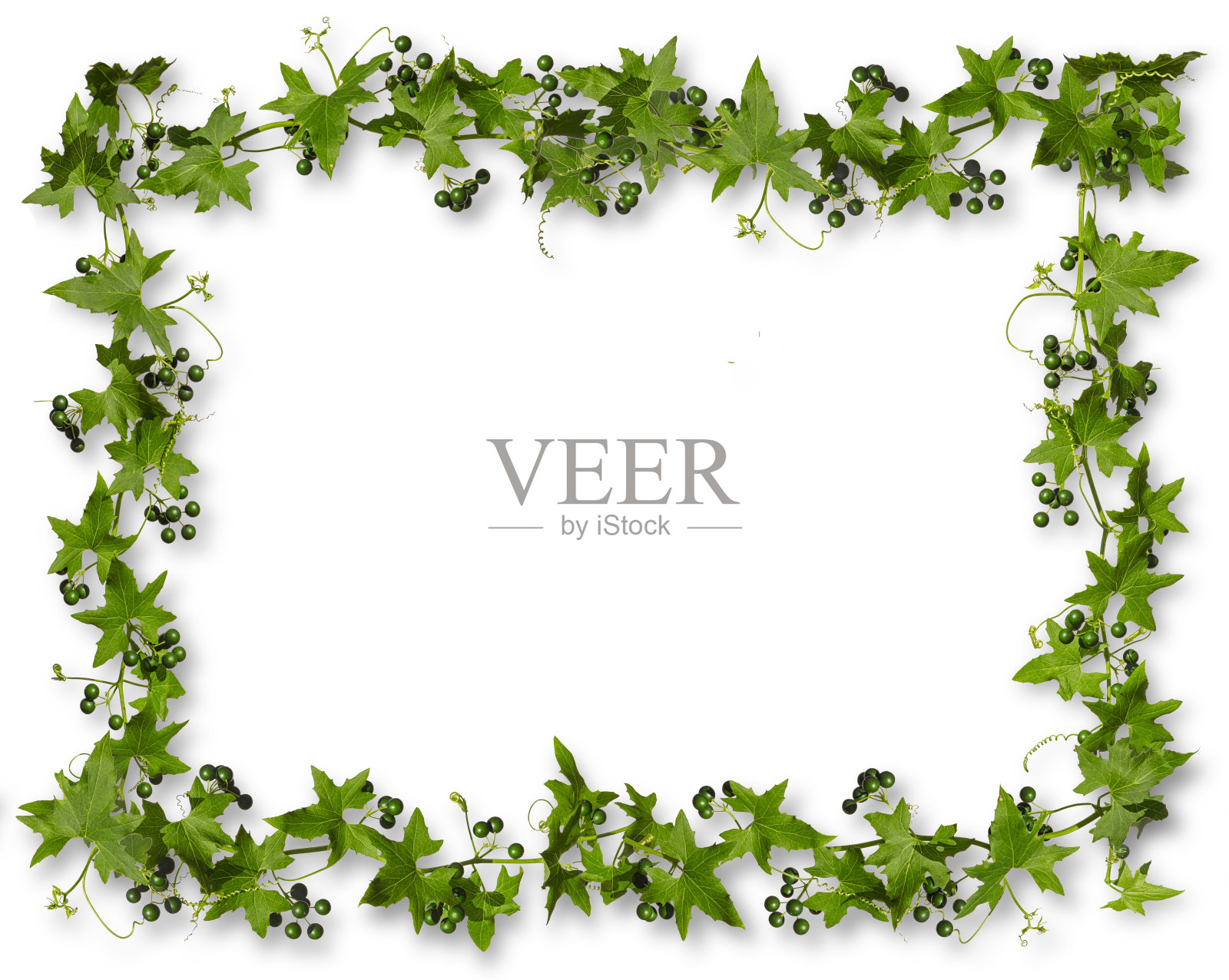 与绿色浆果的常春藤孤立在白色的背景与阴影,矩形框架。照片摄影图片