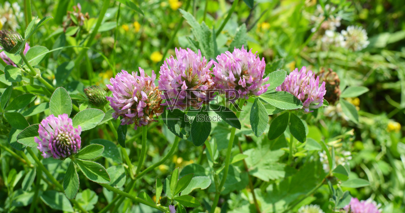 红色的三叶草开花了照片摄影图片