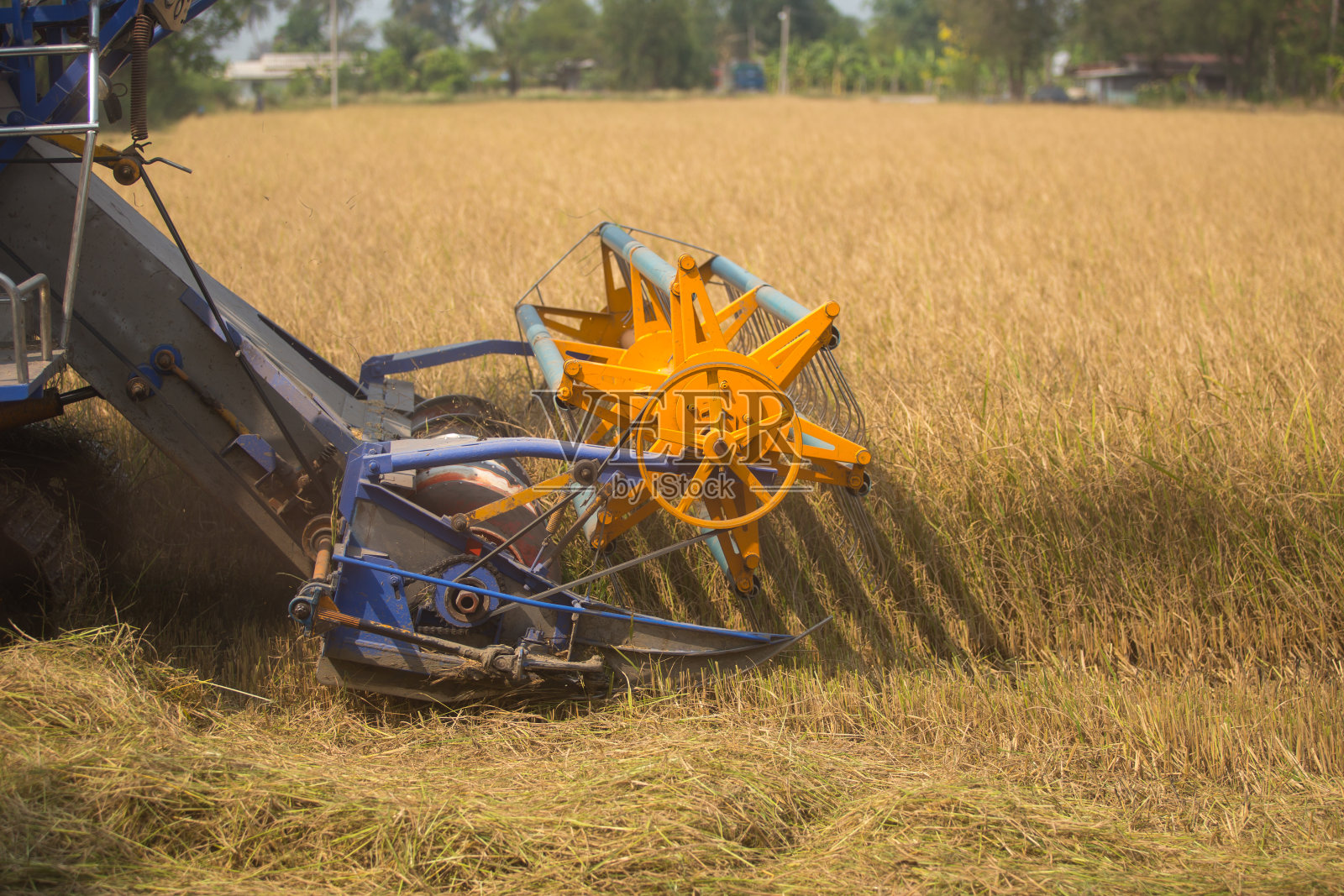 联合收割机正行驶在准备收割的稻田上照片摄影图片