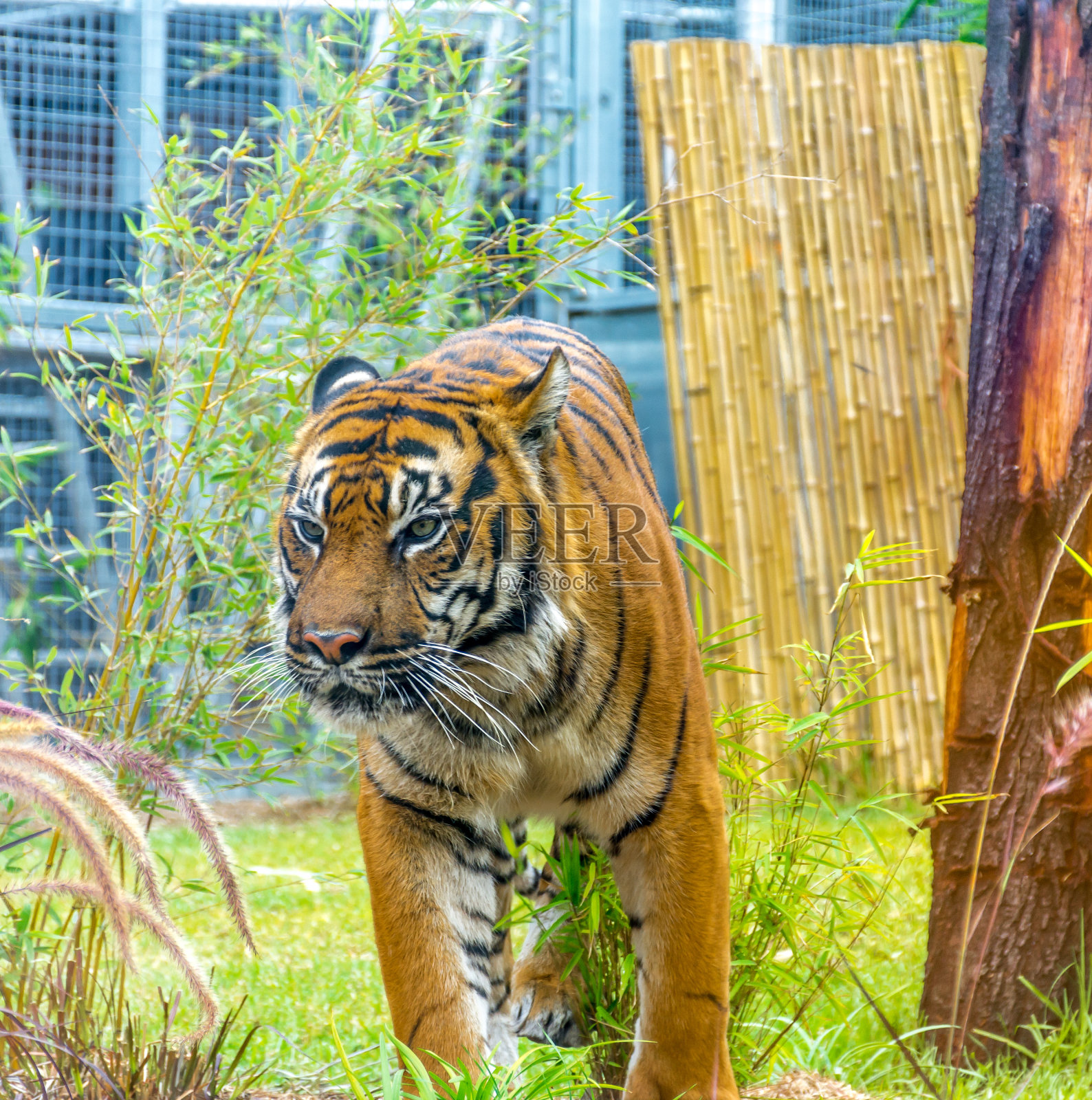 老虎照片摄影图片