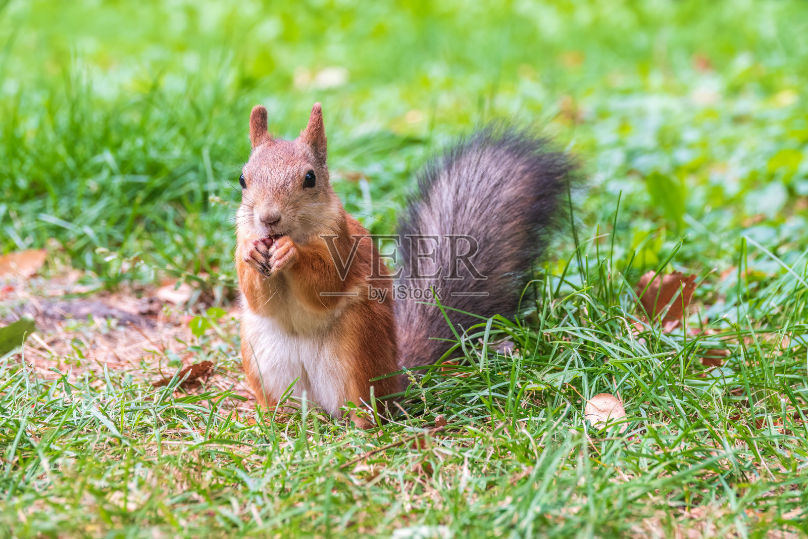 秋天的松鼠带着坚果,坐在黄叶飘落的青草上照片摄影图片