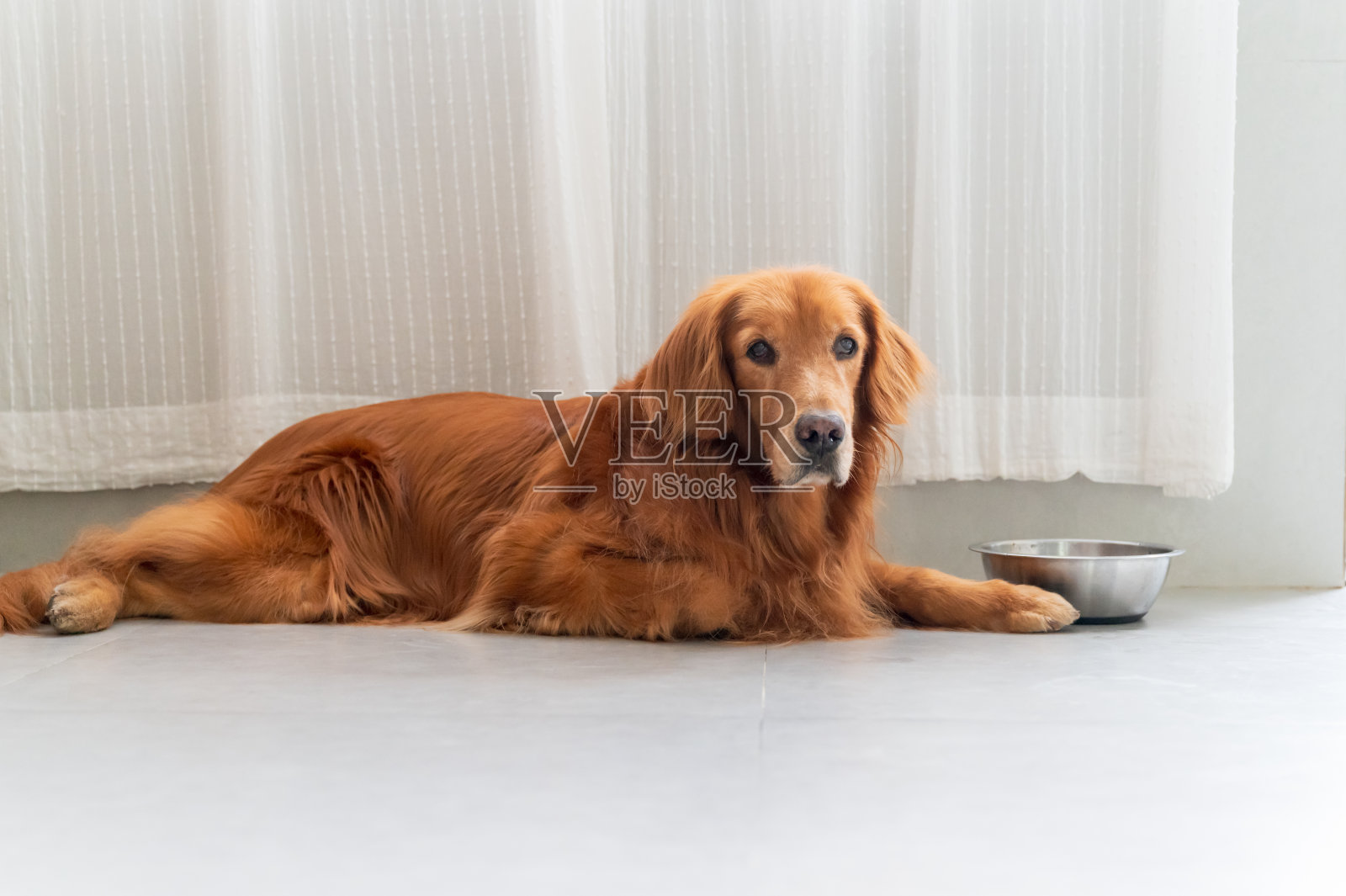 金毛猎犬躺在地板上照片摄影图片