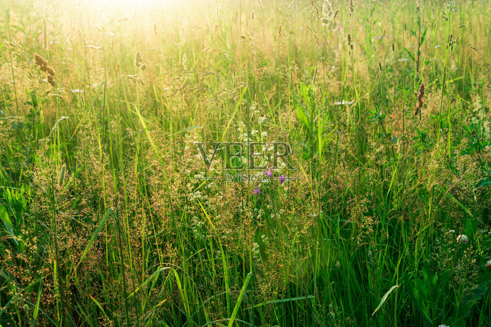 草甸在阳光下,温暖自然的背景照片摄影图片