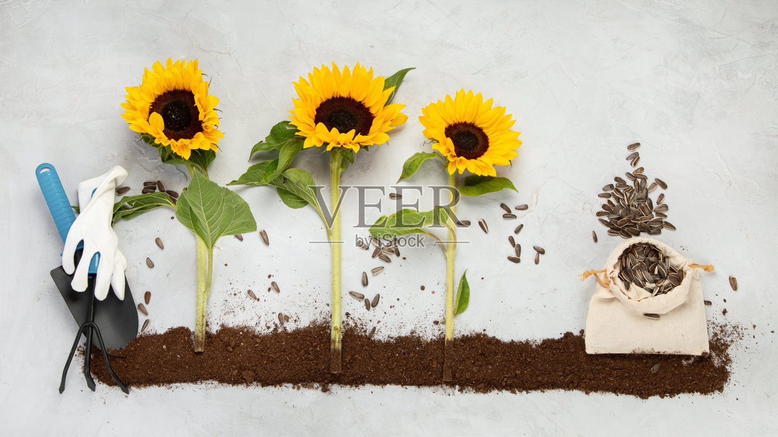 中性背景上的向日葵组成。照片摄影图片