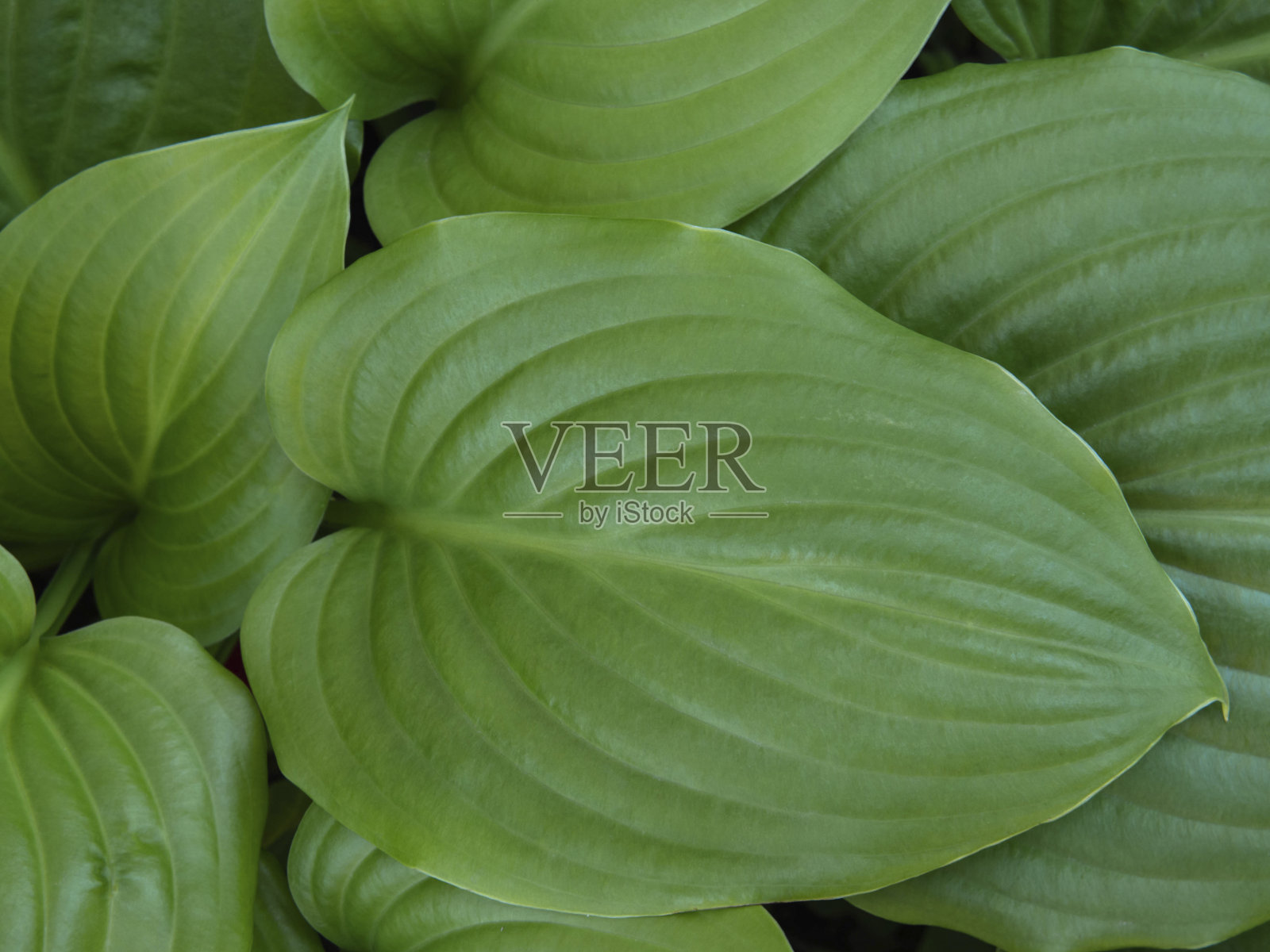 园林中的绿叶,自然的树叶纹理背景,抽象的图案照片摄影图片