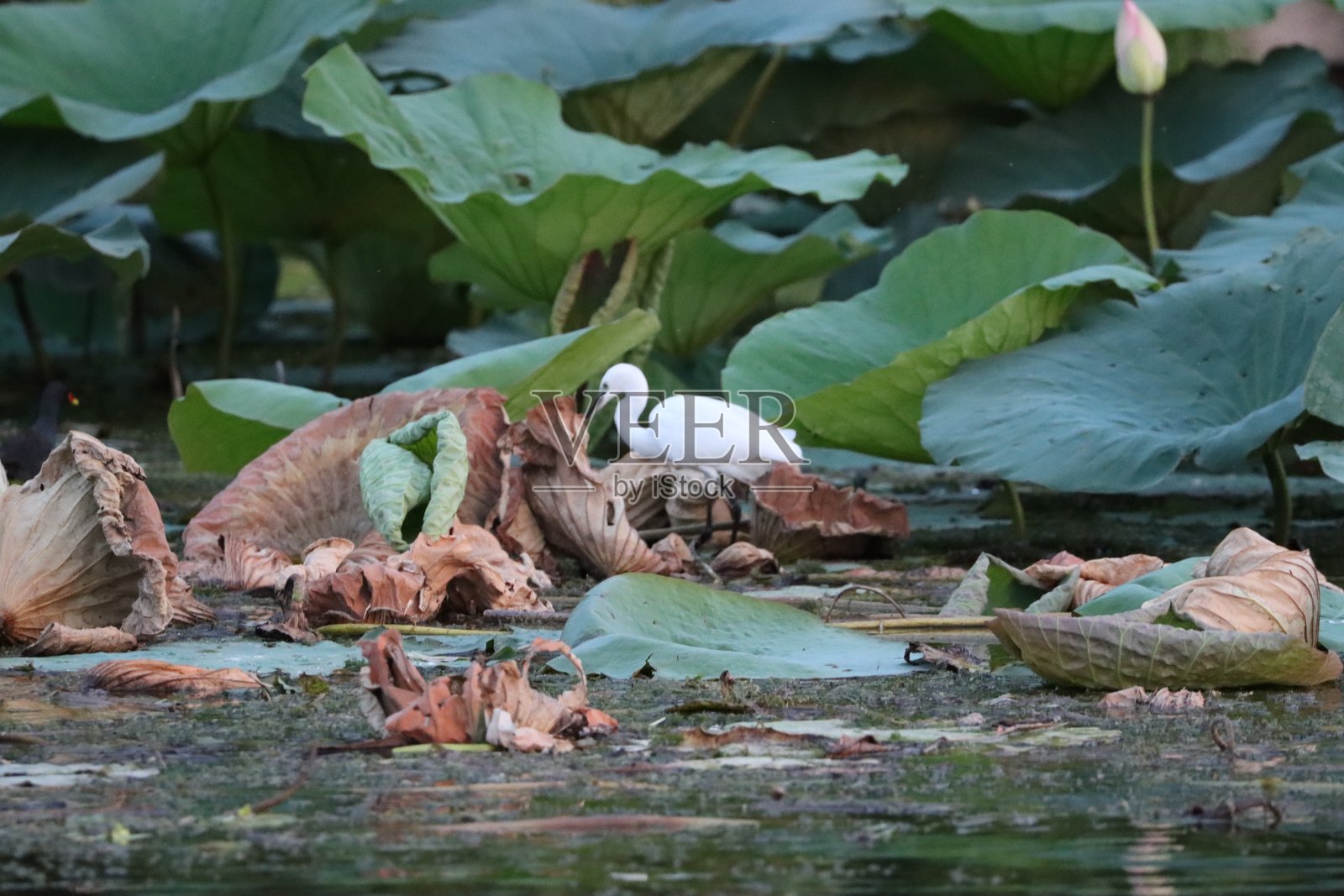 沼泽地里自由的白鹭照片摄影图片