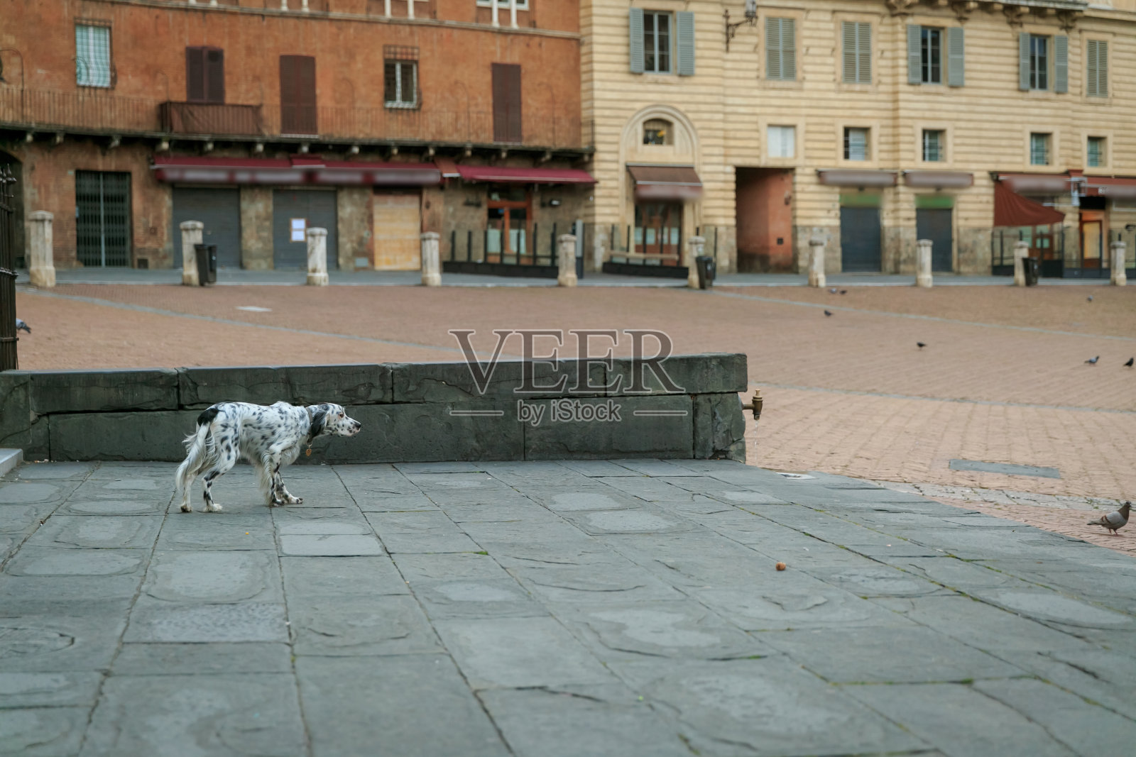 锡耶纳的英国猎犬照片摄影图片