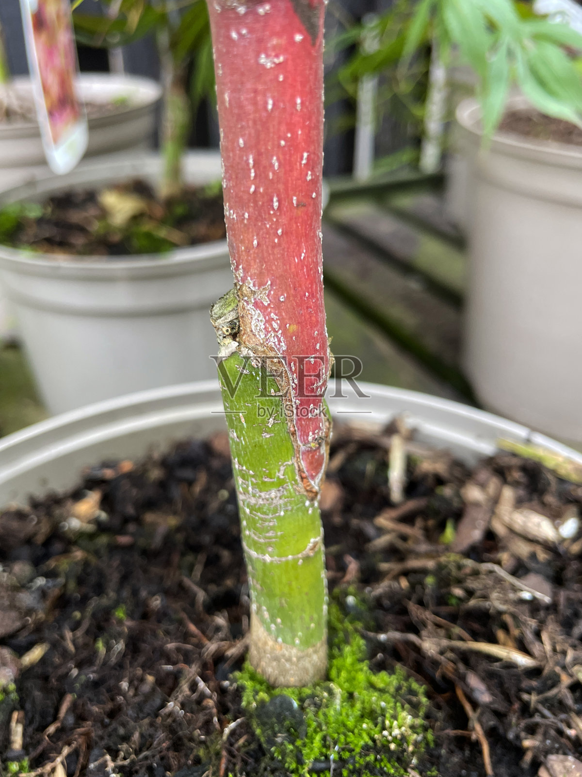 盆栽日本红枫(掌槭atropurpureum)嫁接到砧木供体日本枫(掌槭)的特写图像,树木在花盆,植物苗圃,花园中心荫凉隧道,重点放在前景照片摄影图片