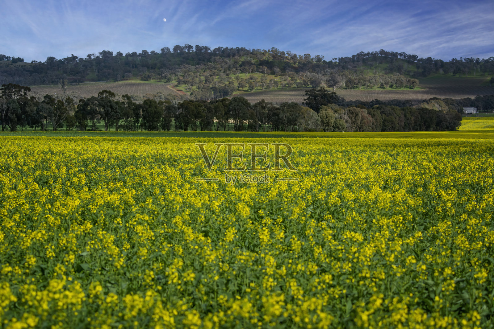 Bendigo外的油菜籽田照片摄影图片