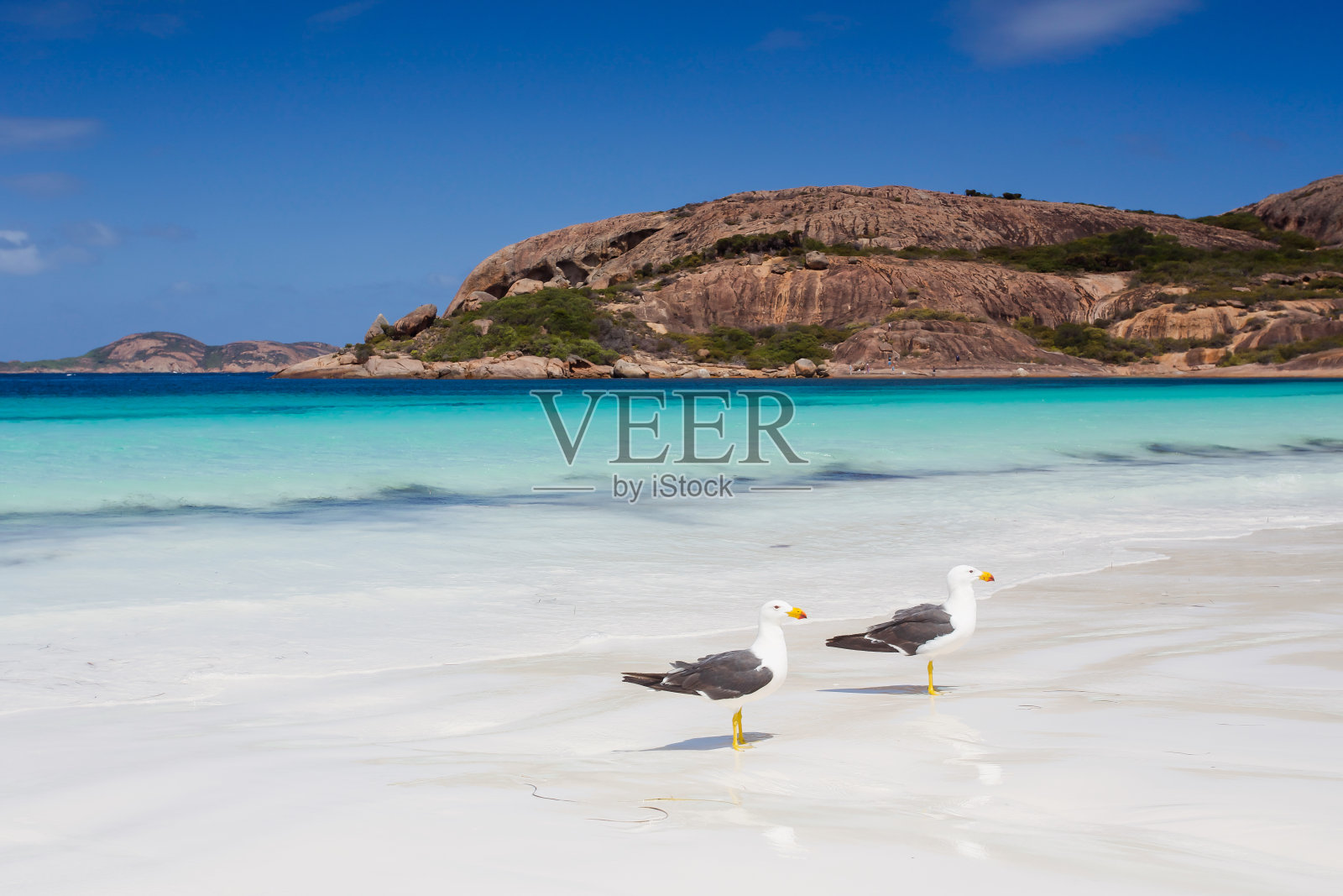 在西澳大利亚埃斯佩兰斯的幸运湾,两只海鸥在清澈的海滩、白色的阳光和阳光中享受着美丽的夏日照片摄影图片