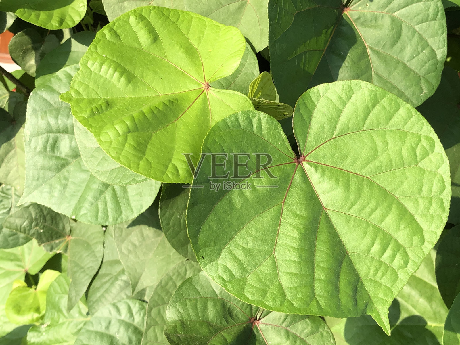 淡绿色的叶子形成爱的照片照片摄影图片