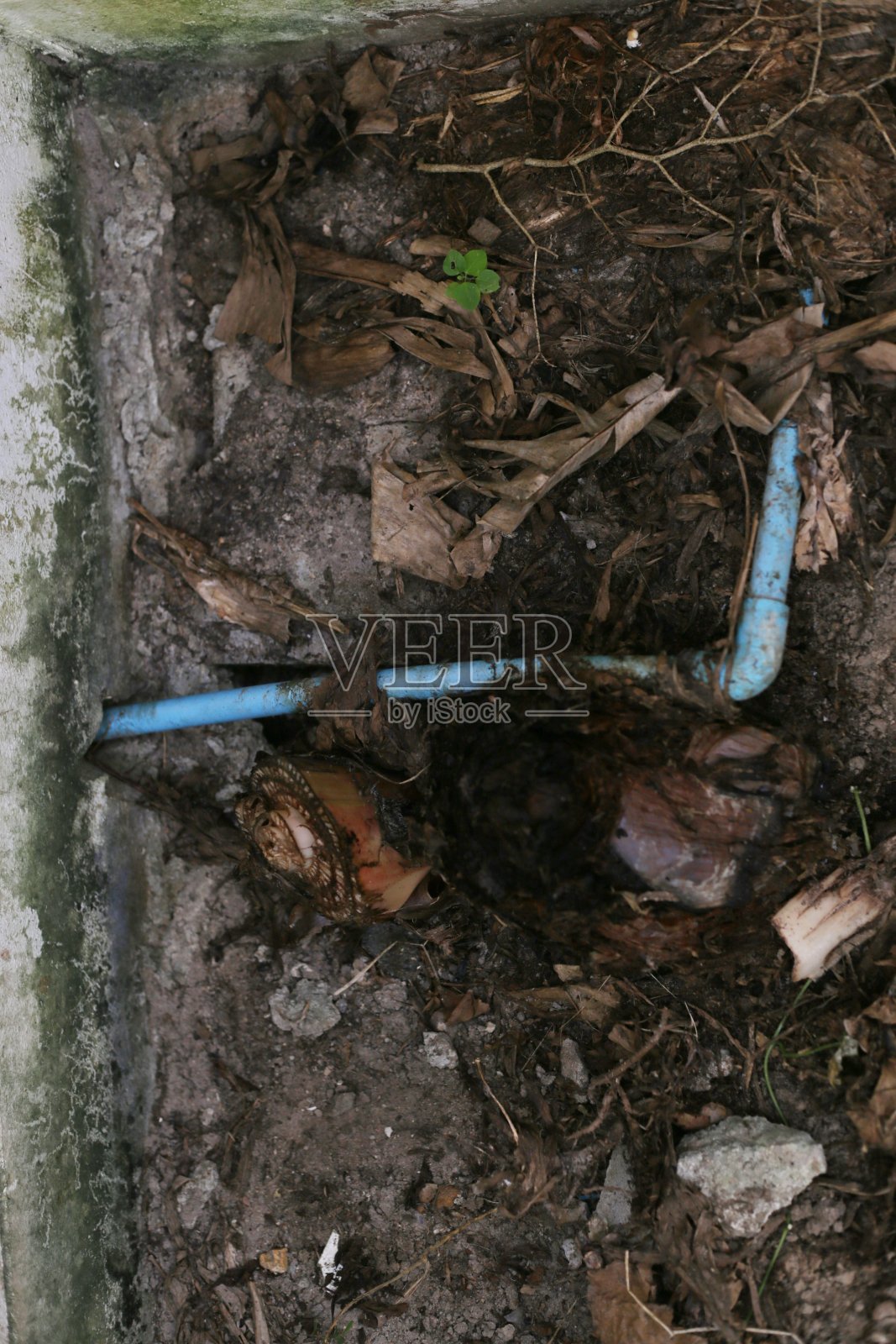 树根推着蓝色的水管。照片摄影图片