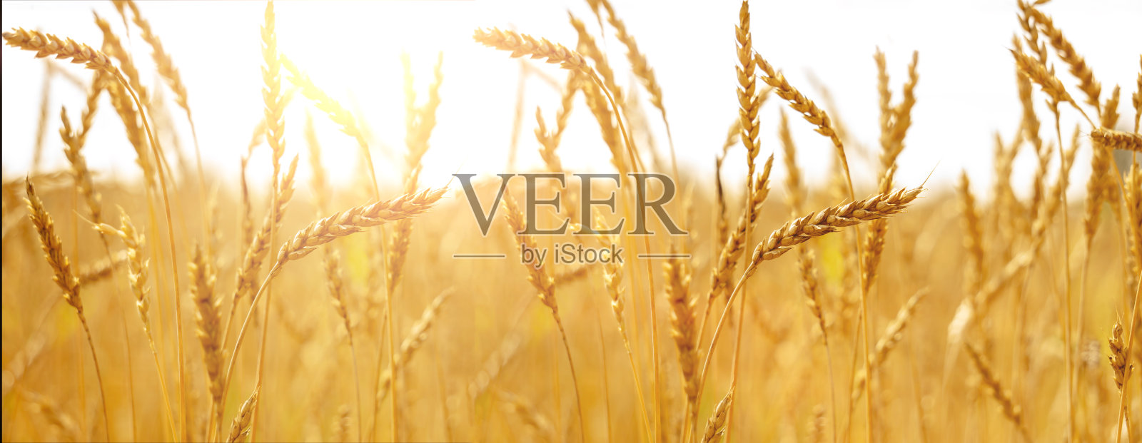 美丽的旗帜从景观的金色麦田在日落照片摄影图片