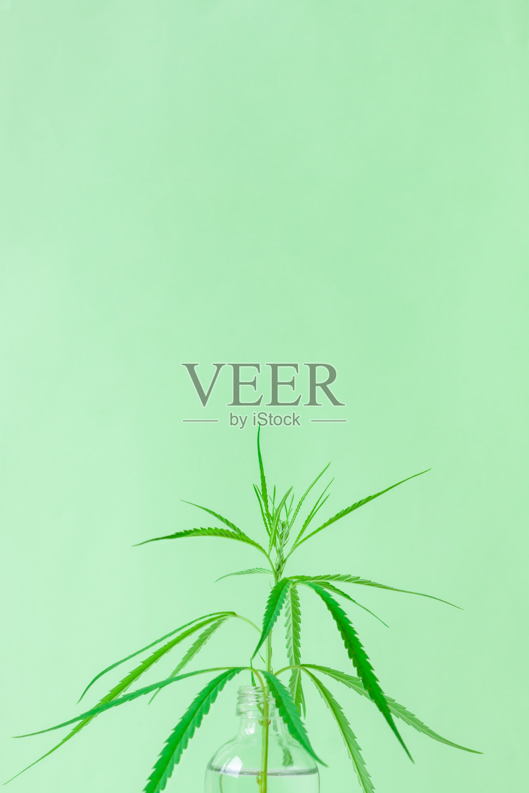 新鲜的绿色大麻叶子在树上的水玻璃瓶在绿色的墙背景,一个峰值叶子大麻,医用大麻。照片摄影图片