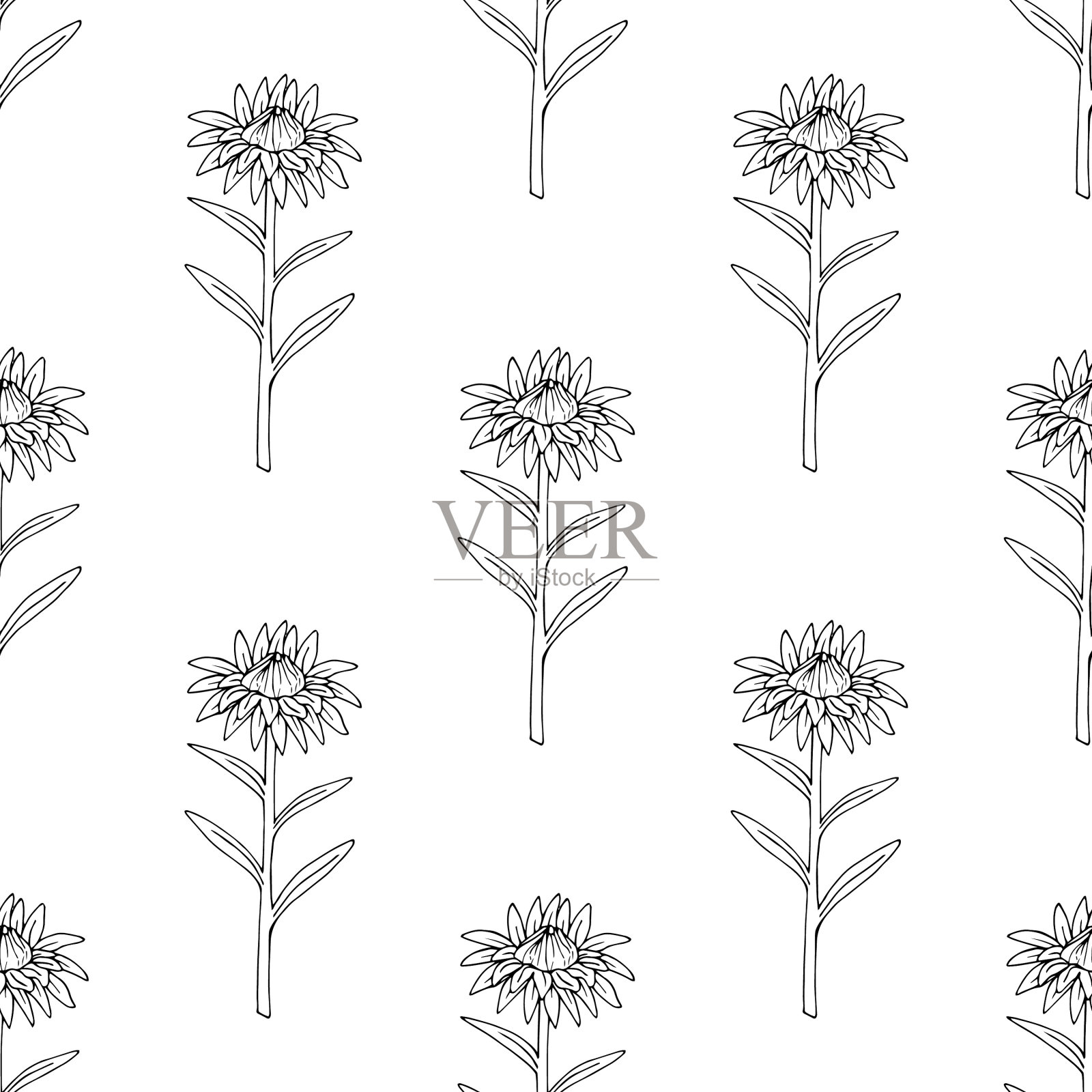 黑白紫菀的无缝图案插画图片素材