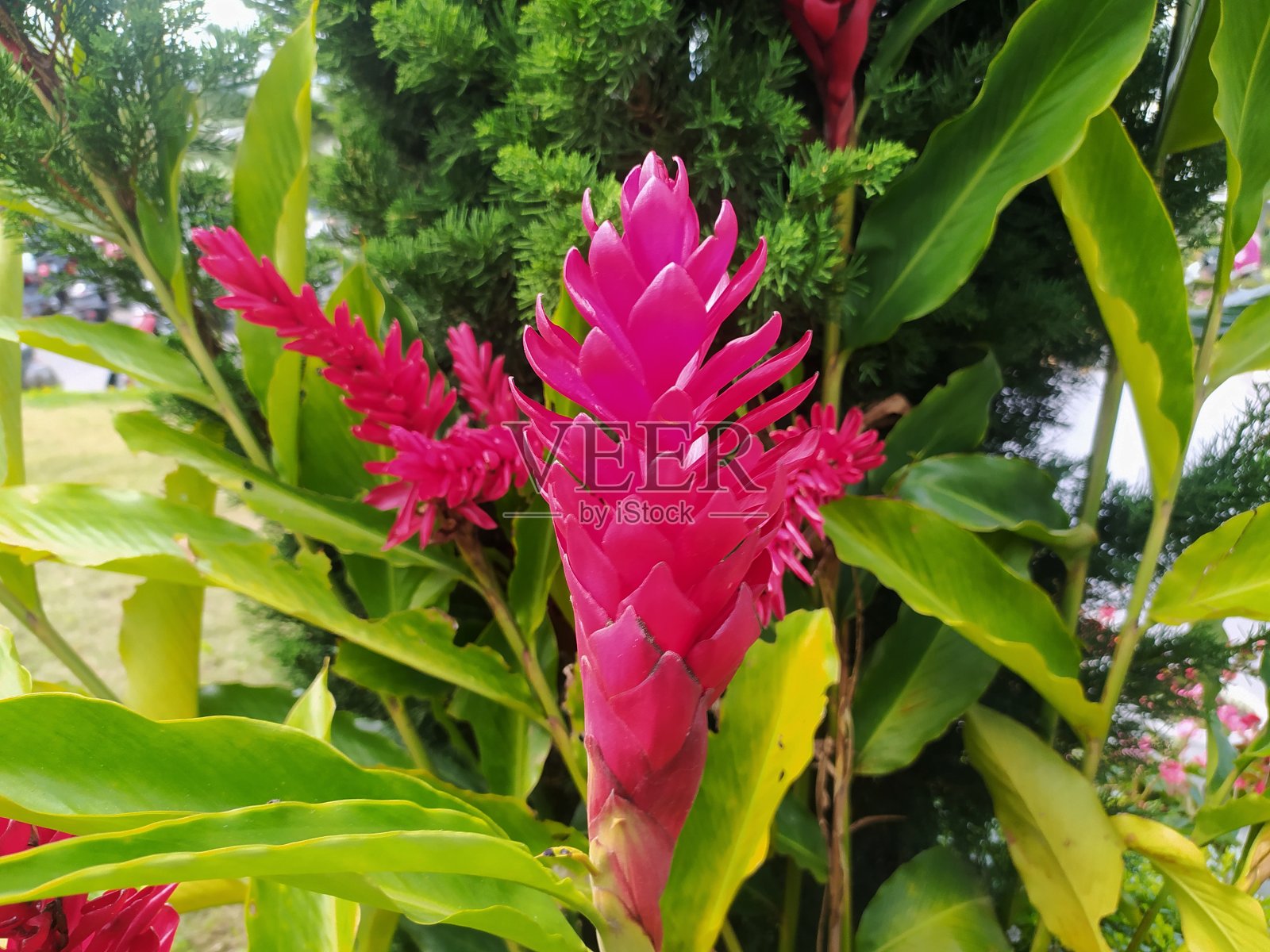 红姜或紫癜。照片摄影图片