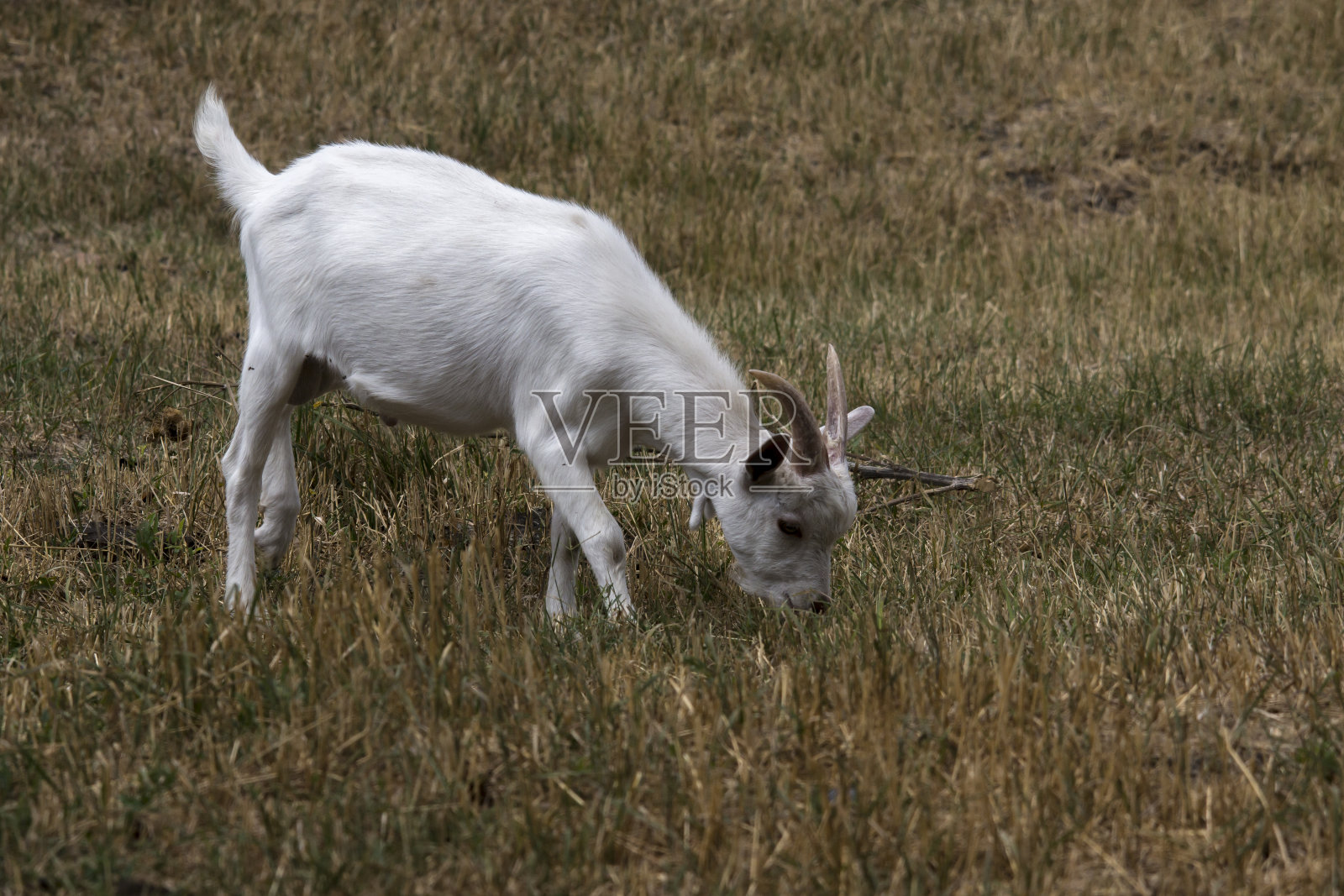 Young goats。(山楂。)照片摄影图片