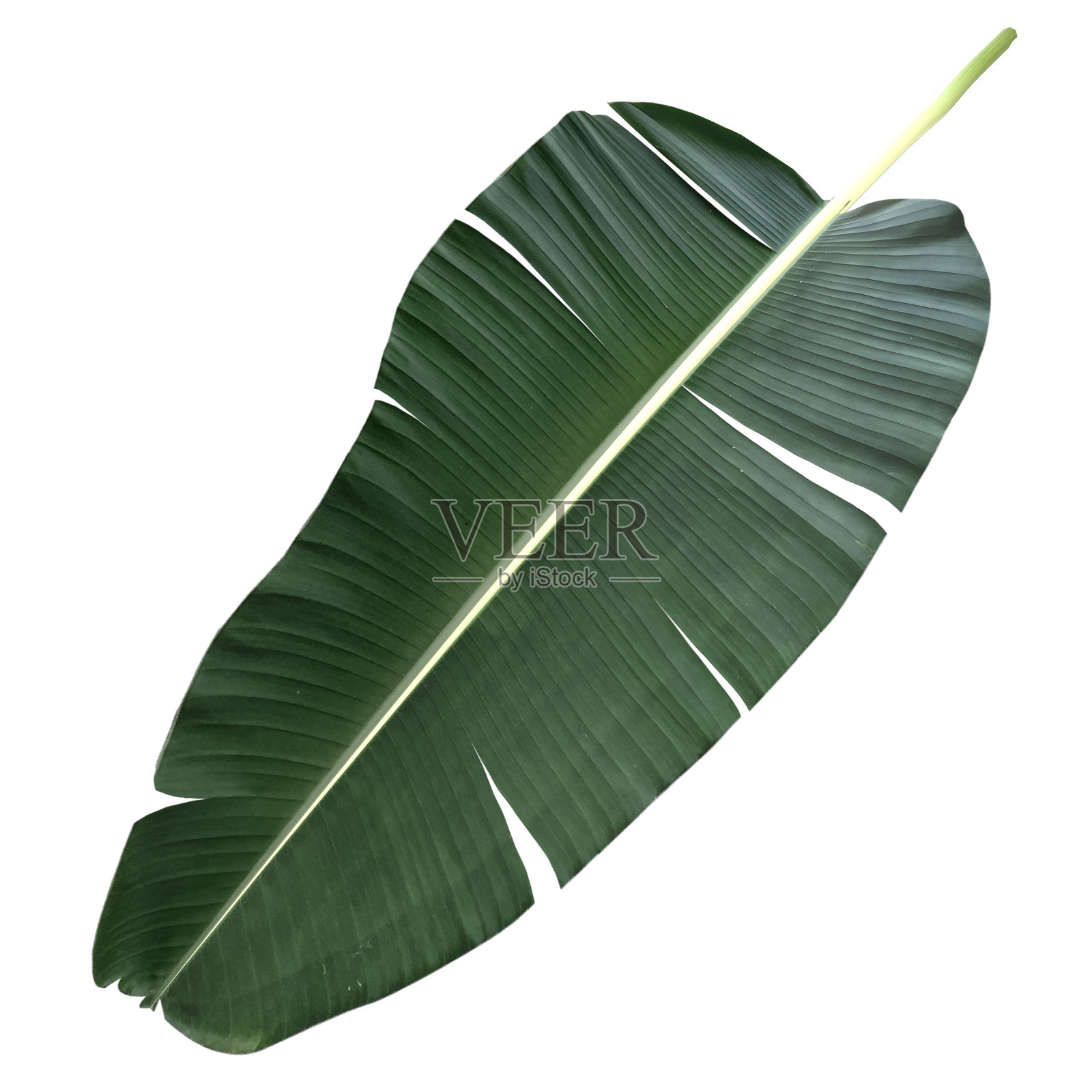 热带香蕉叶子植物叶子自然背景模拟模板。三维渲染照片摄影图片