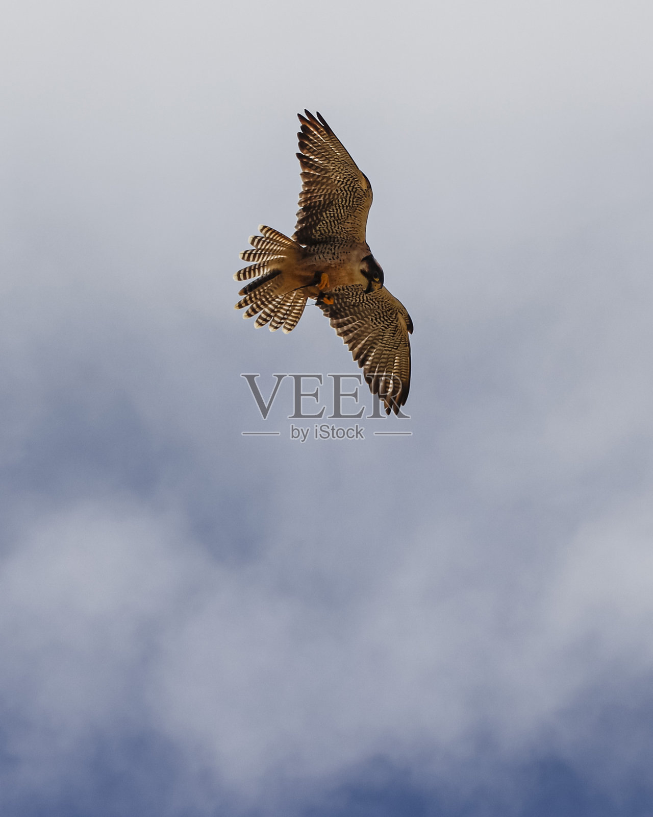 兰纳猎鹰飞行照片摄影图片