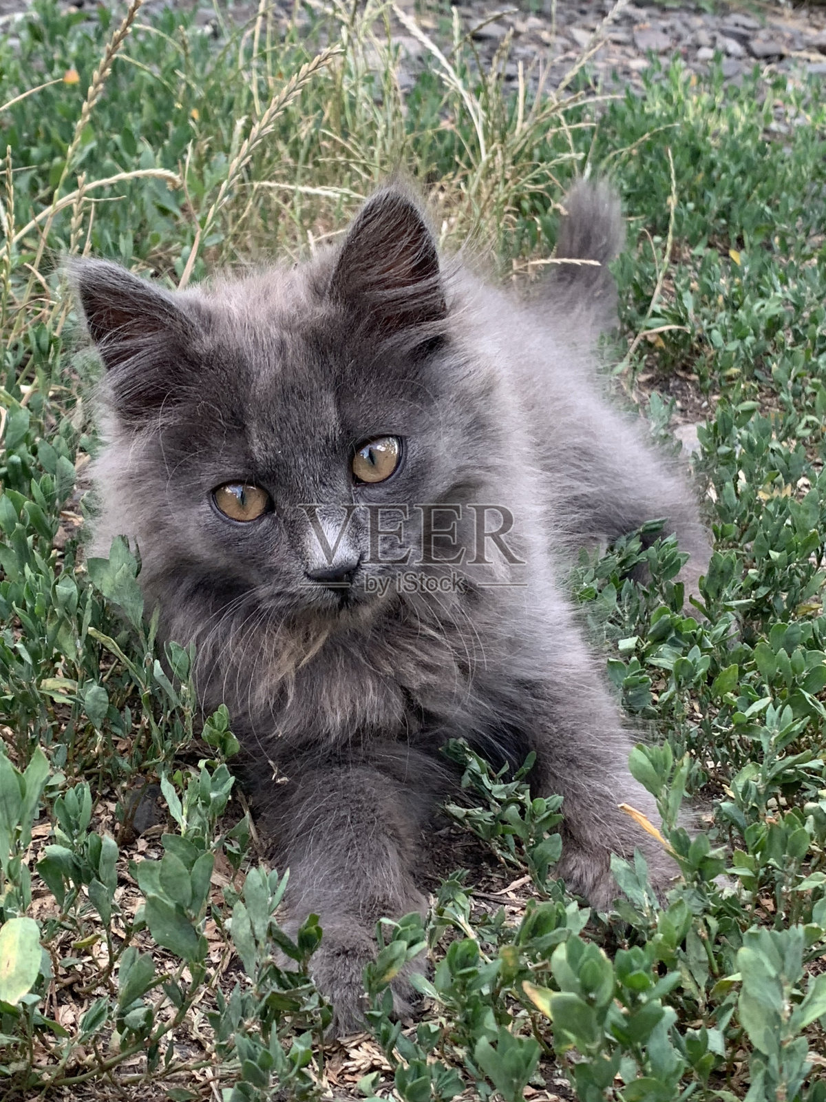 灰色的猫照片摄影图片