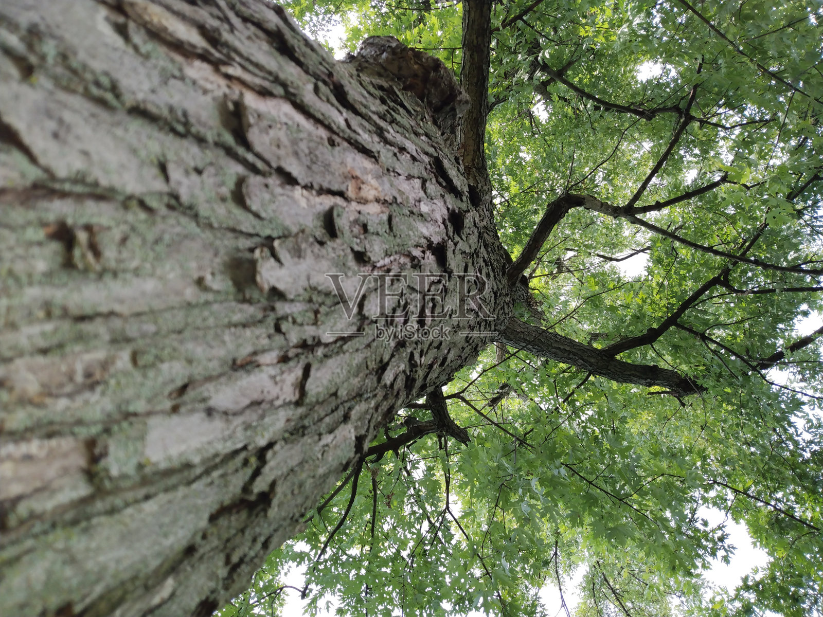 抬头看树照片摄影图片