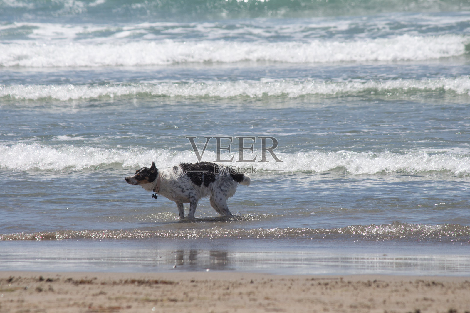 狗狗在沙滩上玩耍照片摄影图片