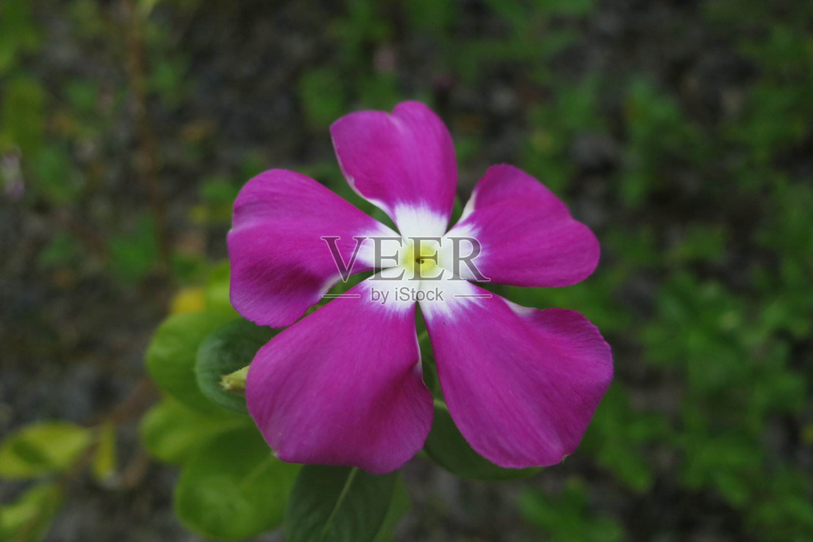 美丽的花朵在花园里盛开照片摄影图片