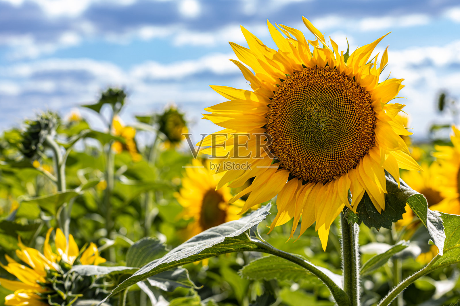 刚开花的向日葵幼苗被太阳背光照射照片摄影图片