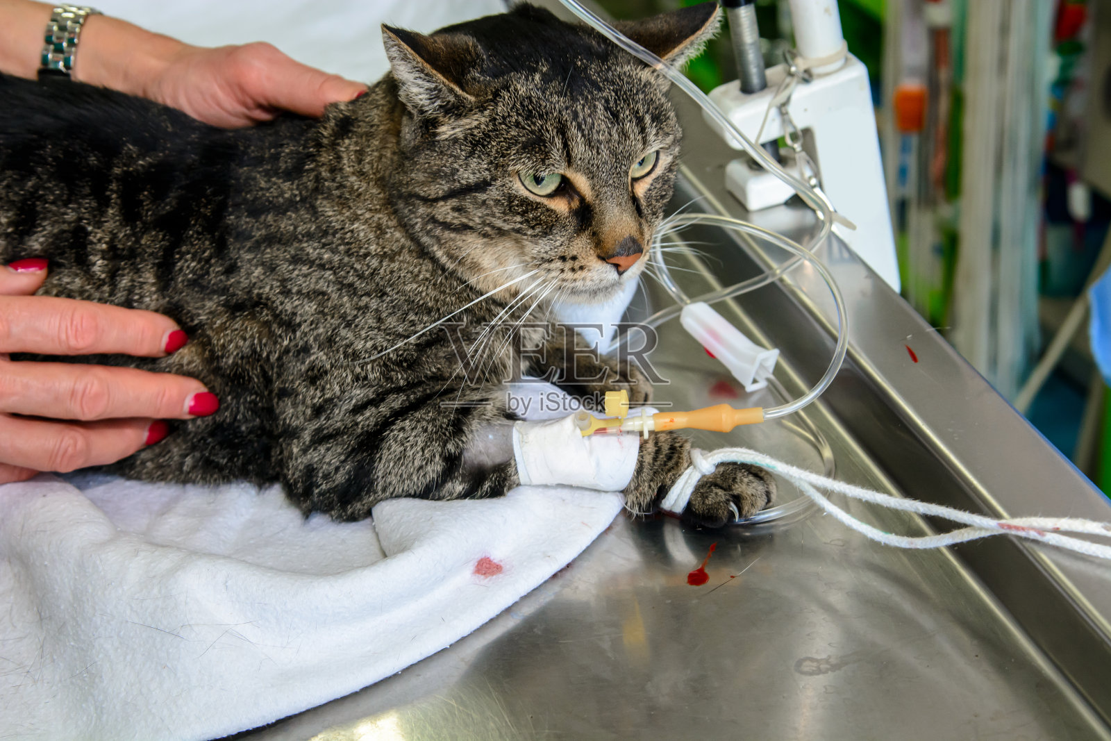 家猫在动物医院等待注射照片摄影图片