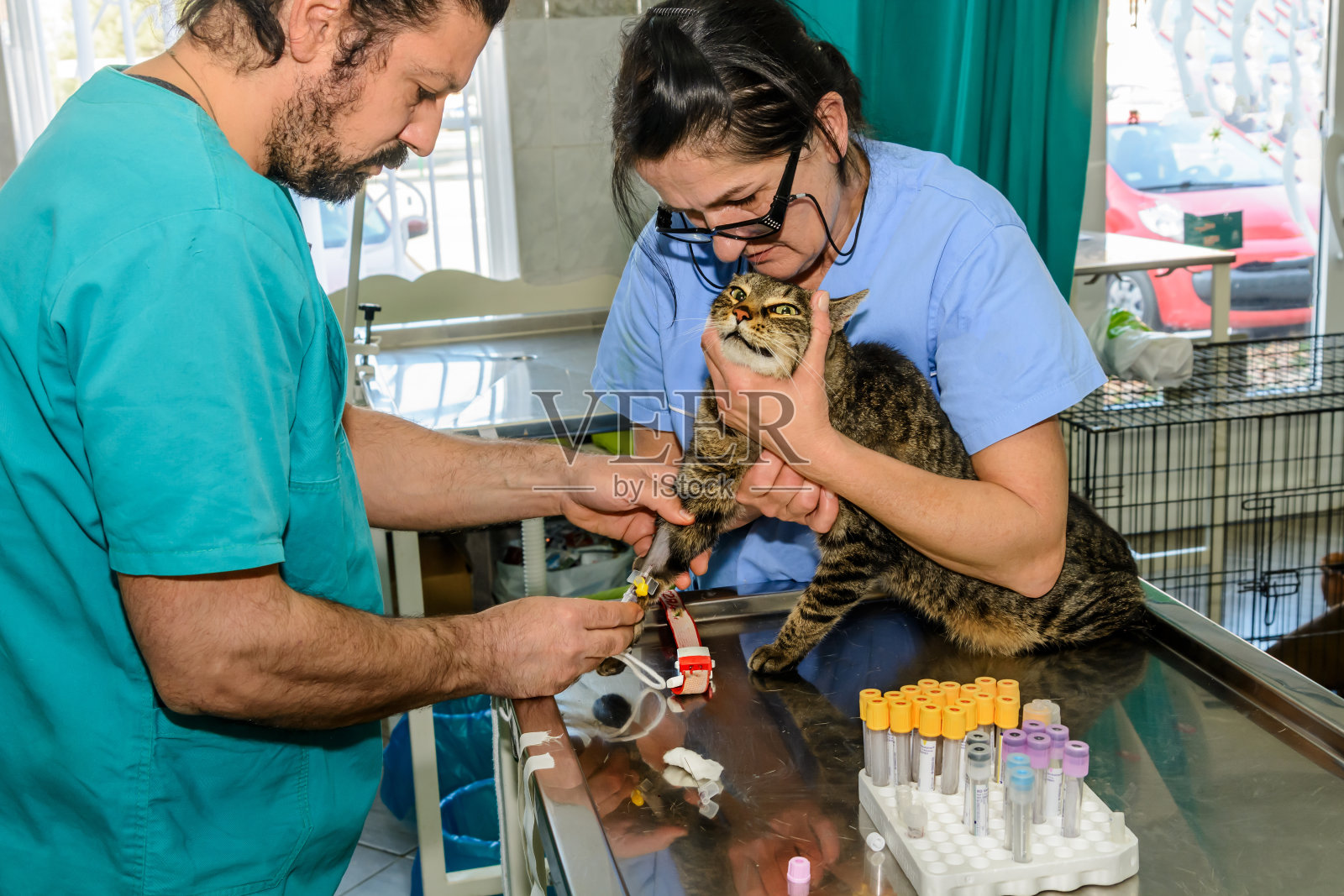 兽医为家猫注射疫苗照片摄影图片
