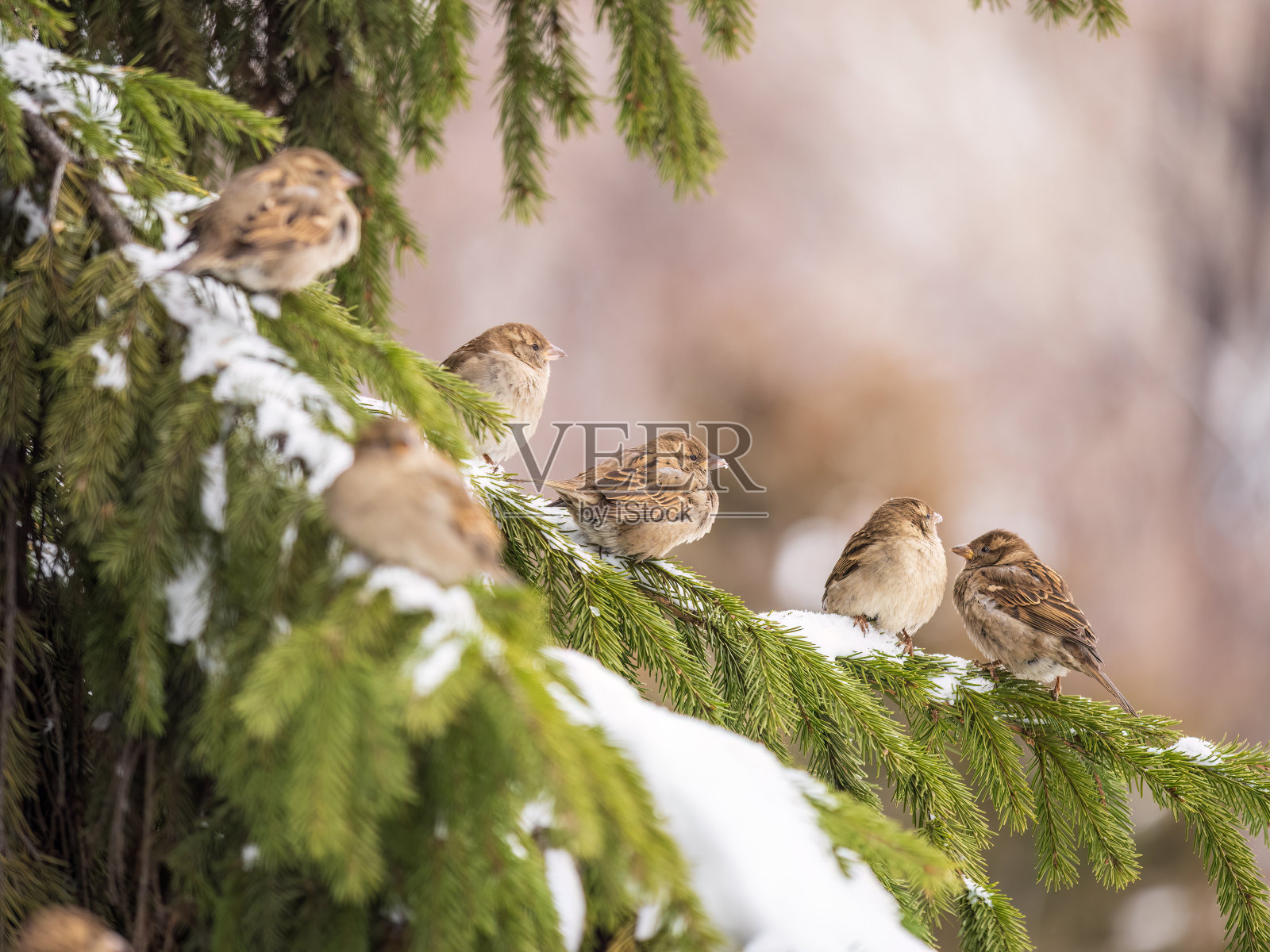 雪或冬天,一群麻雀坐在冷杉树枝上照片摄影图片