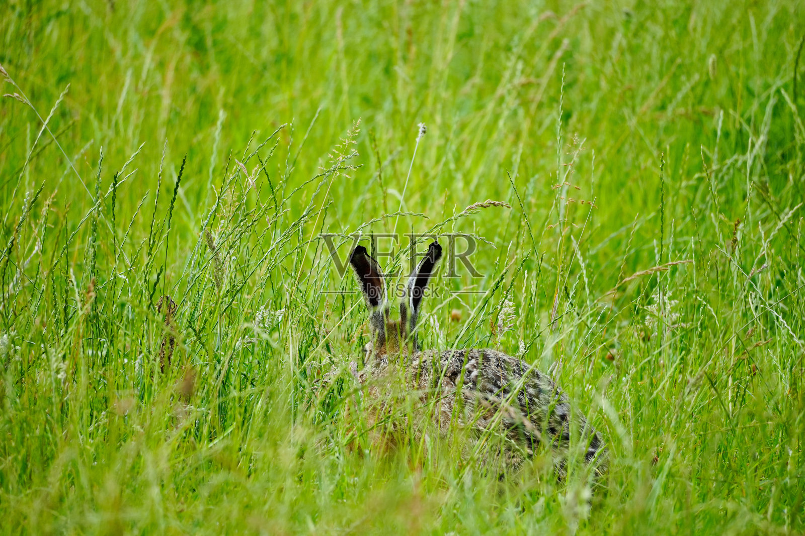 棕色的兔子坐在绿色的草地上。天兔座europaeus。照片摄影图片