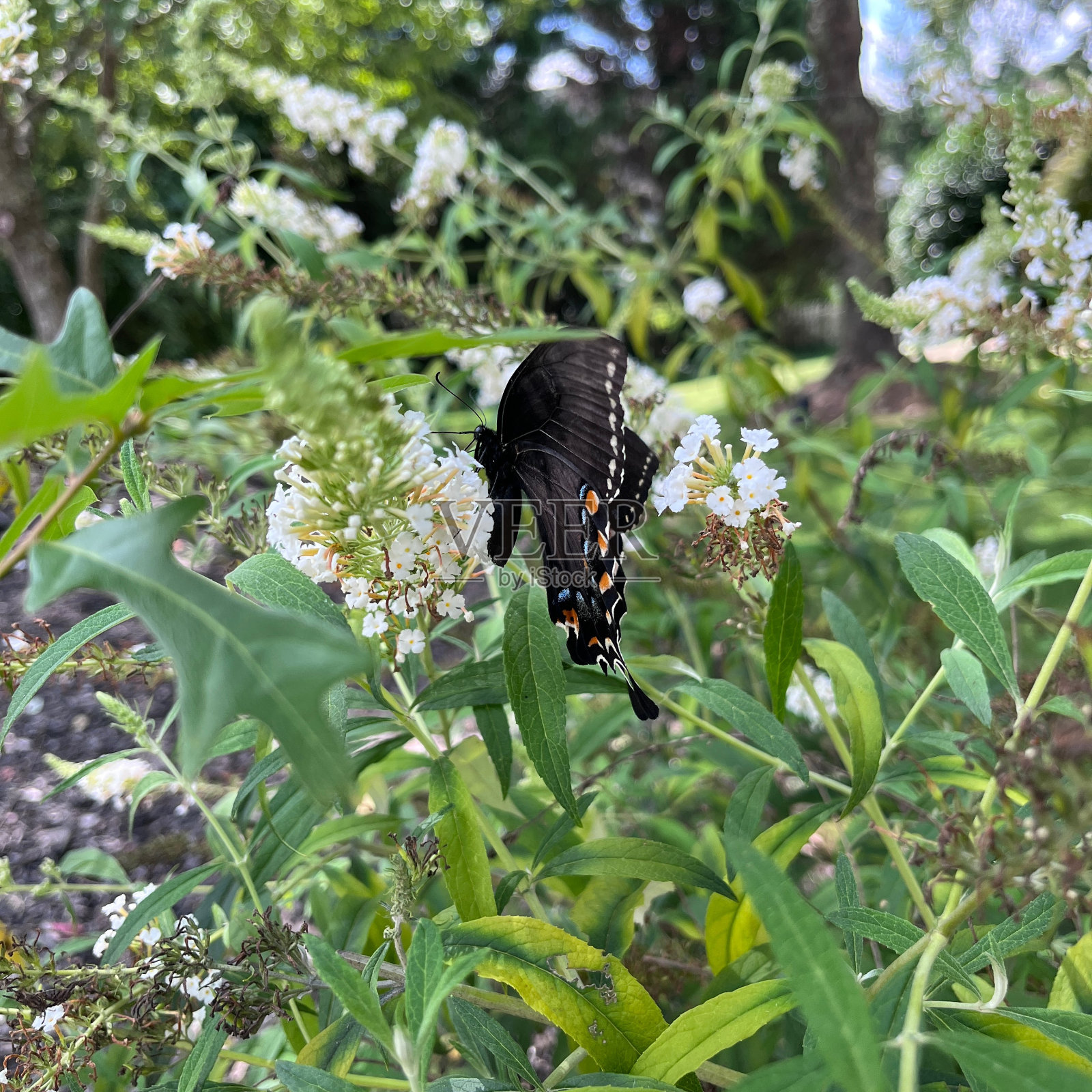 黑蝴蝶布什照片摄影图片