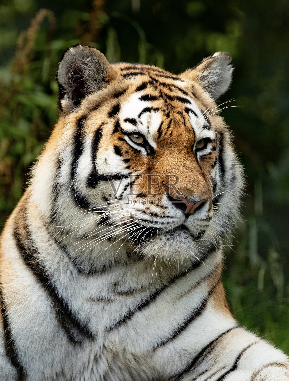 西伯利亚虎照片摄影图片
