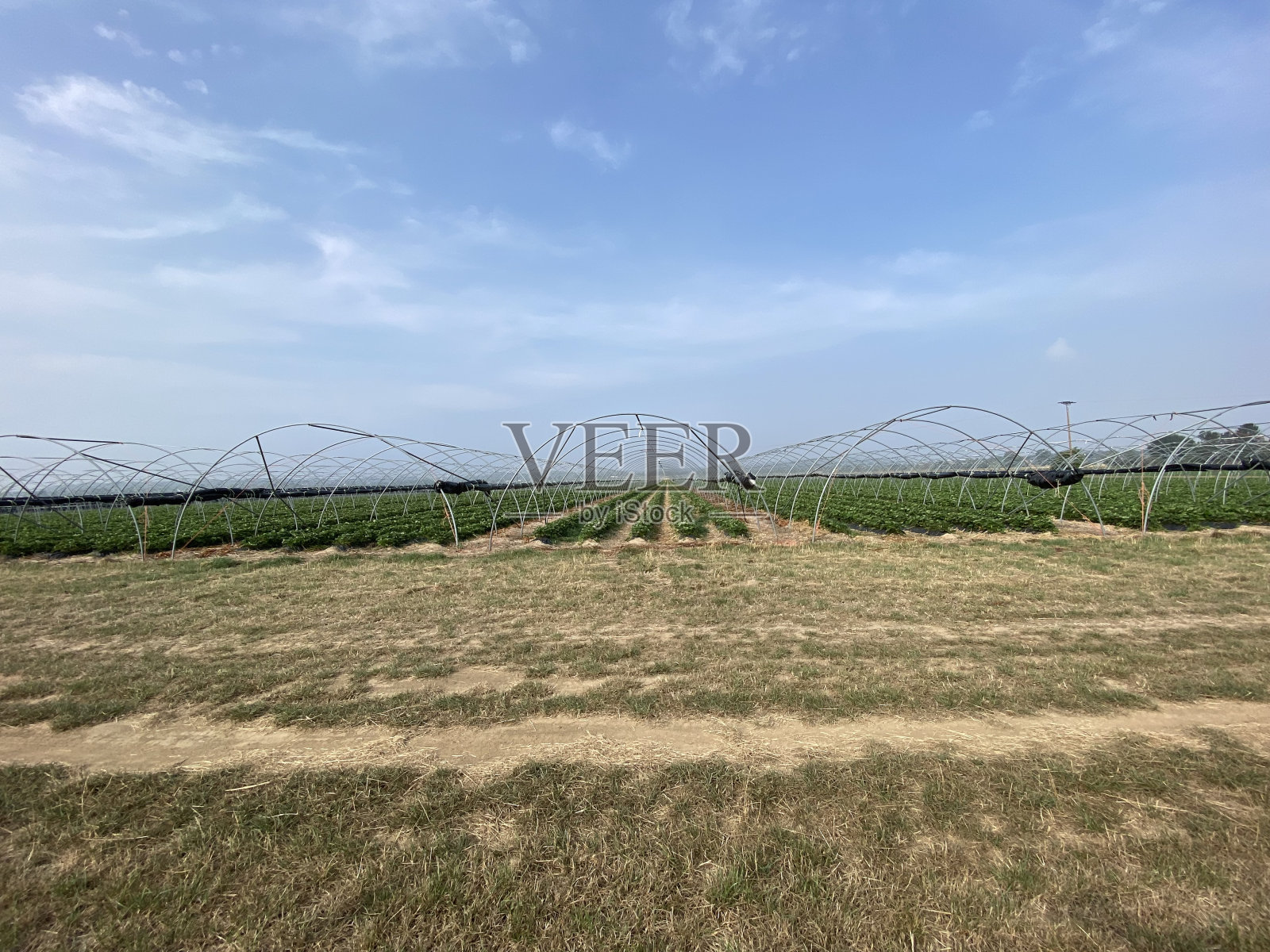 一排一排的草莓照片摄影图片