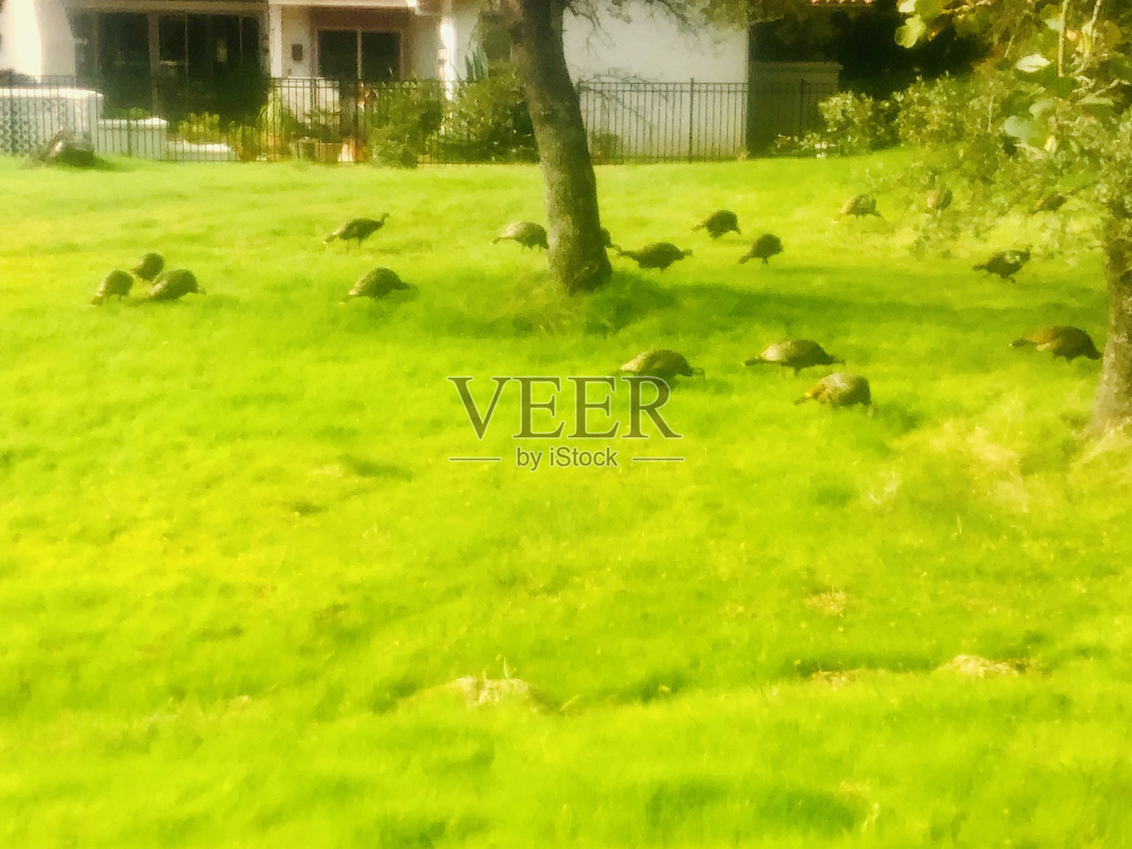 火鸡比比皆是照片摄影图片