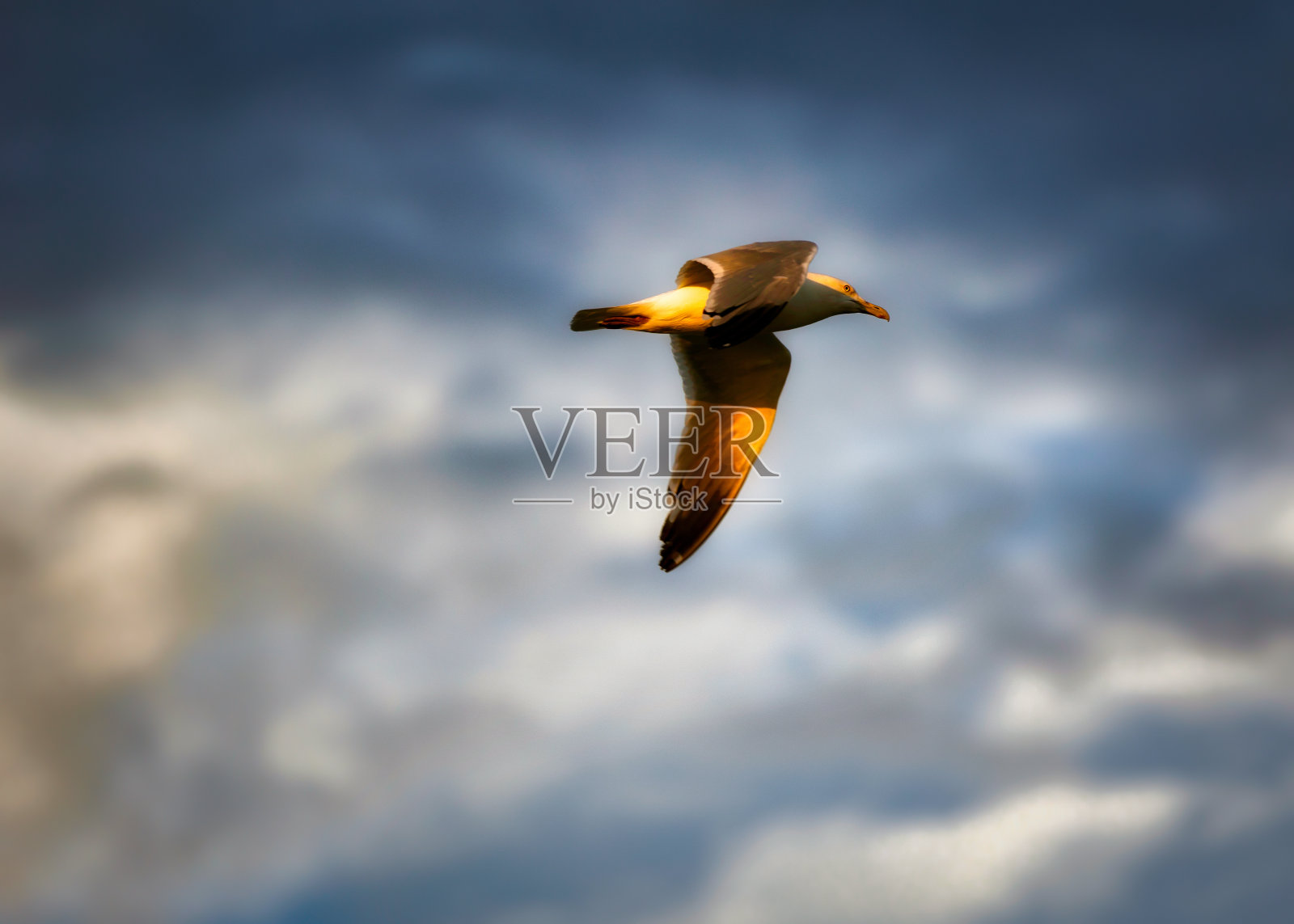 日落海鸥照片摄影图片