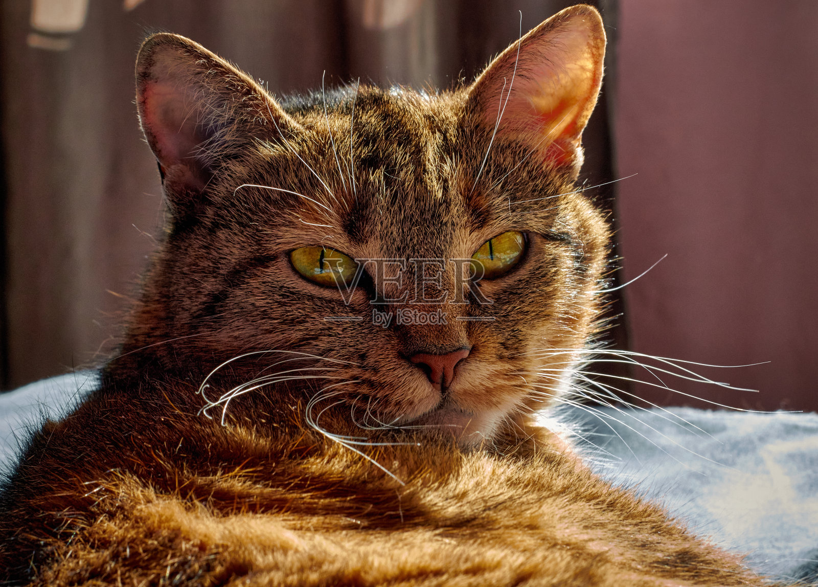 最喜欢的猫照片摄影图片